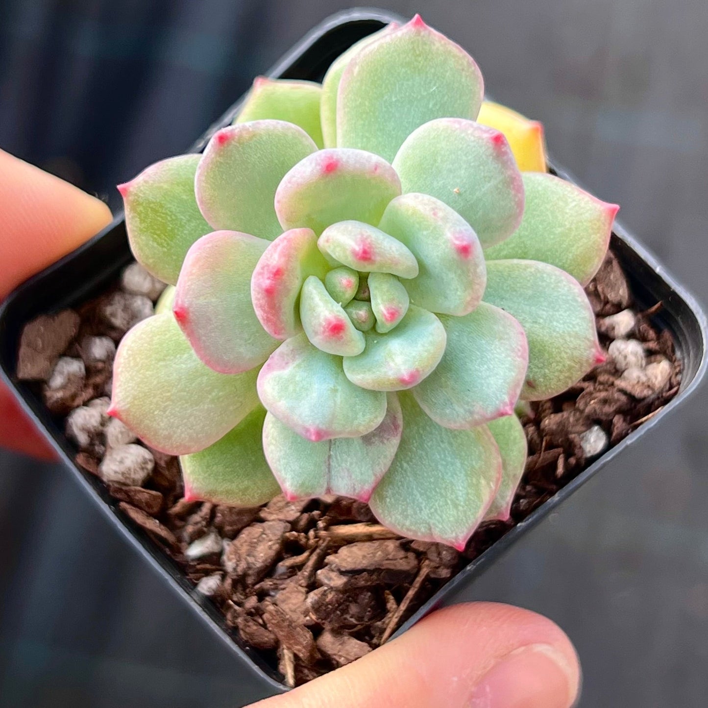 Echeveria Green Apple