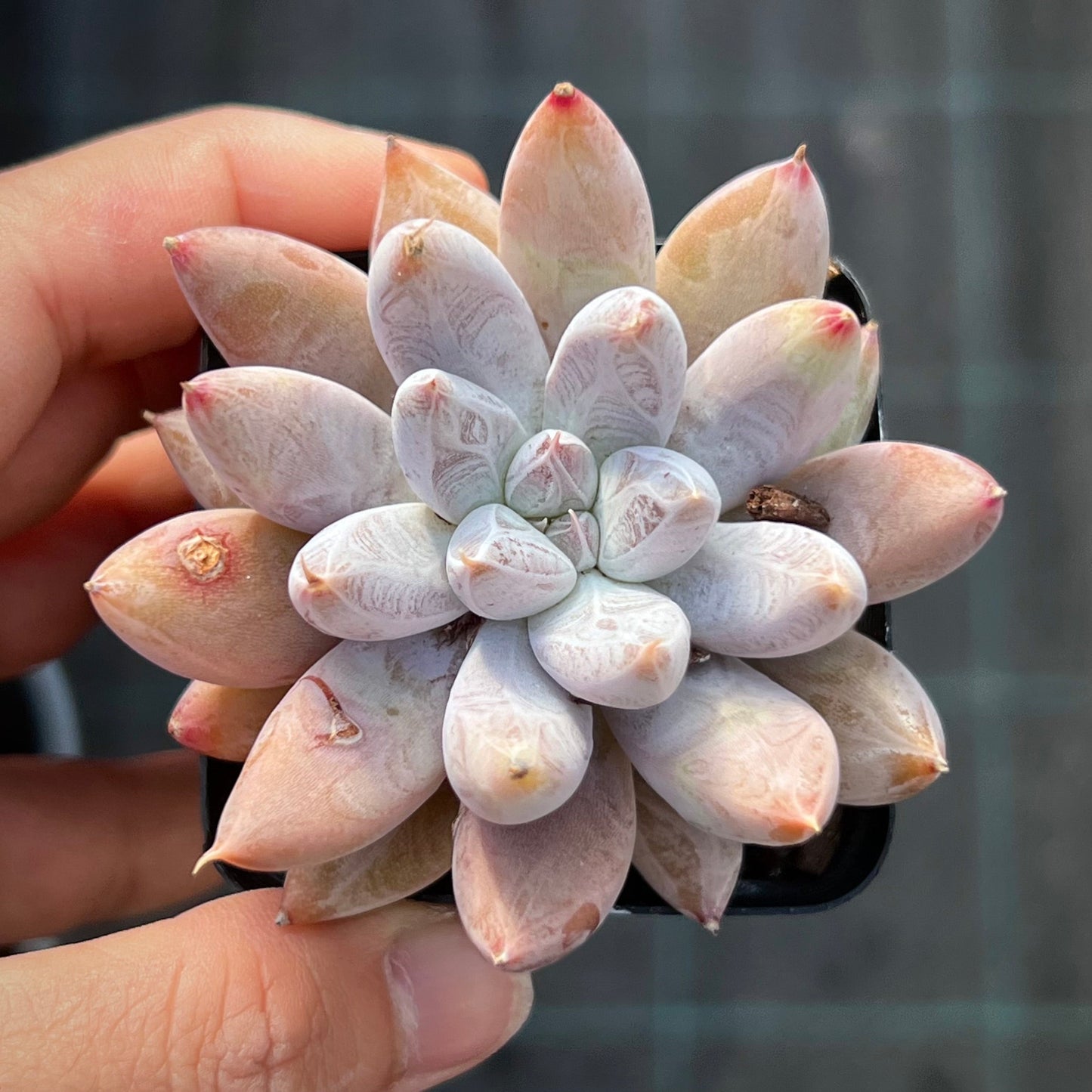 Echeveria Tolimanensis