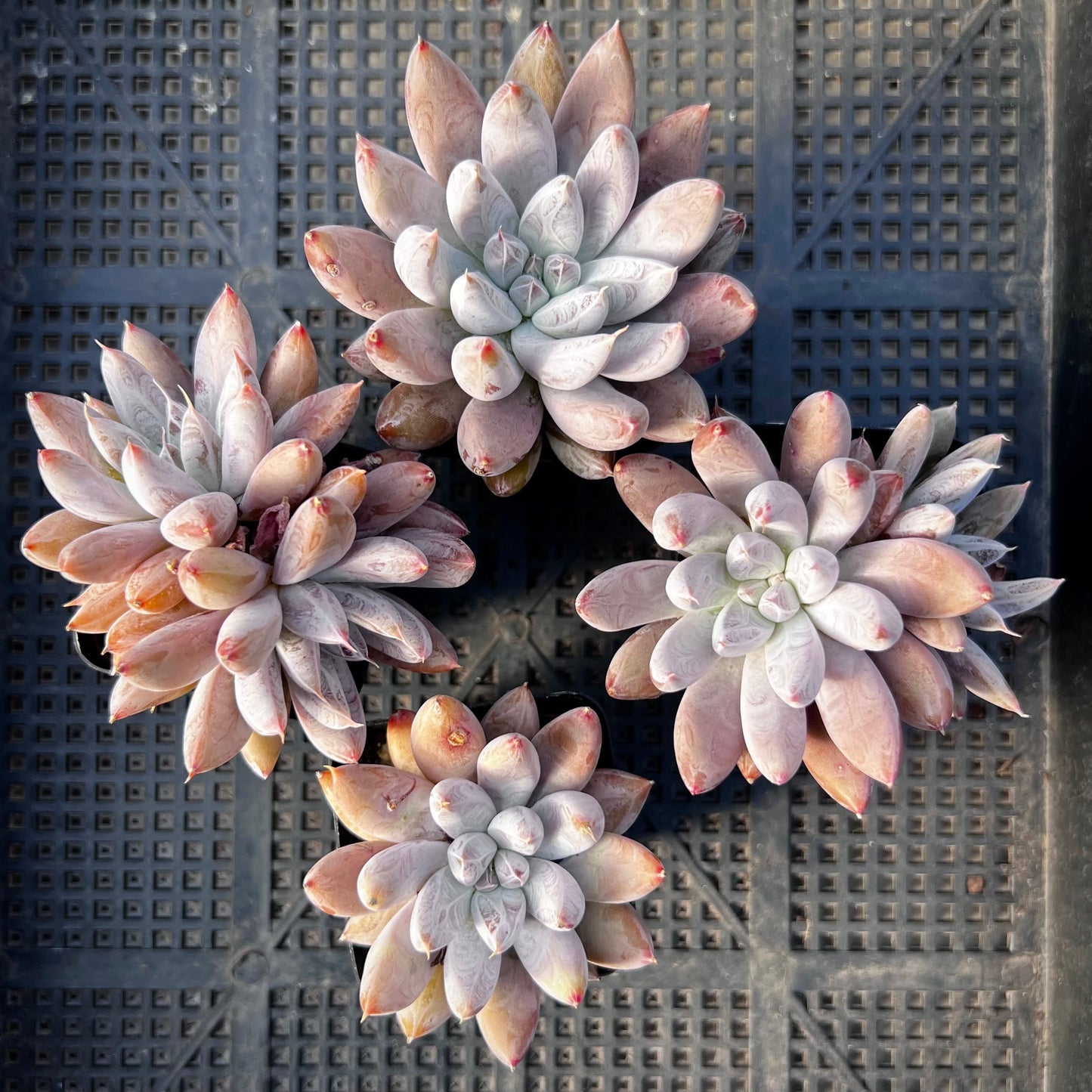 Echeveria Tolimanensis