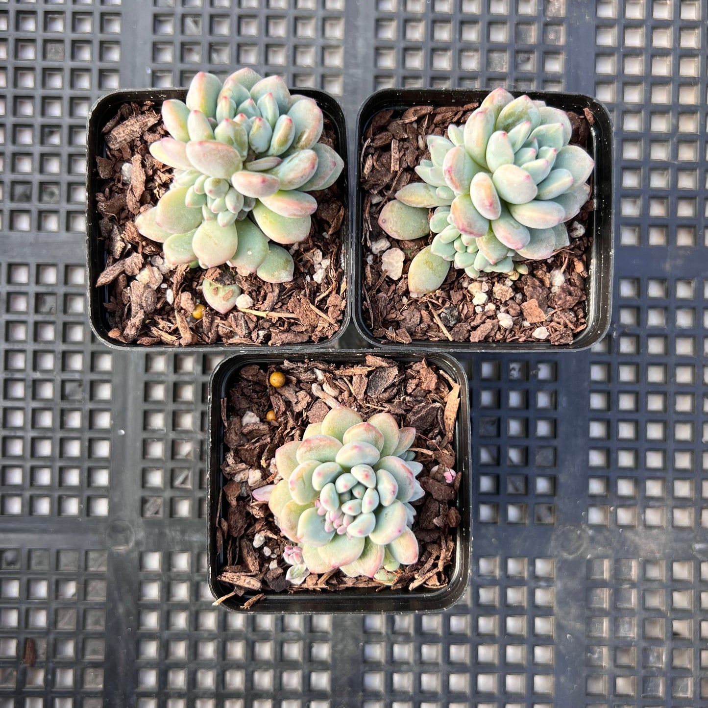 Echeveria amoena round asian form