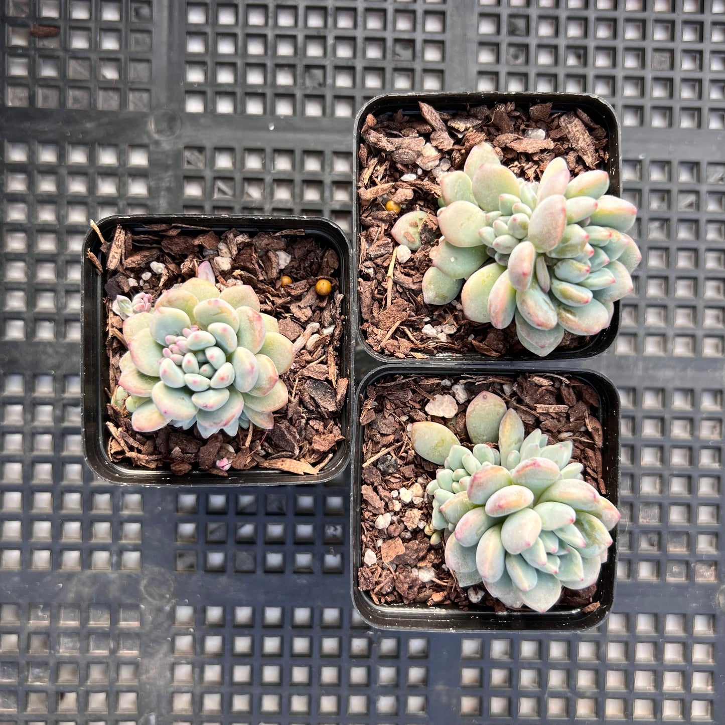 Echeveria amoena round asian form