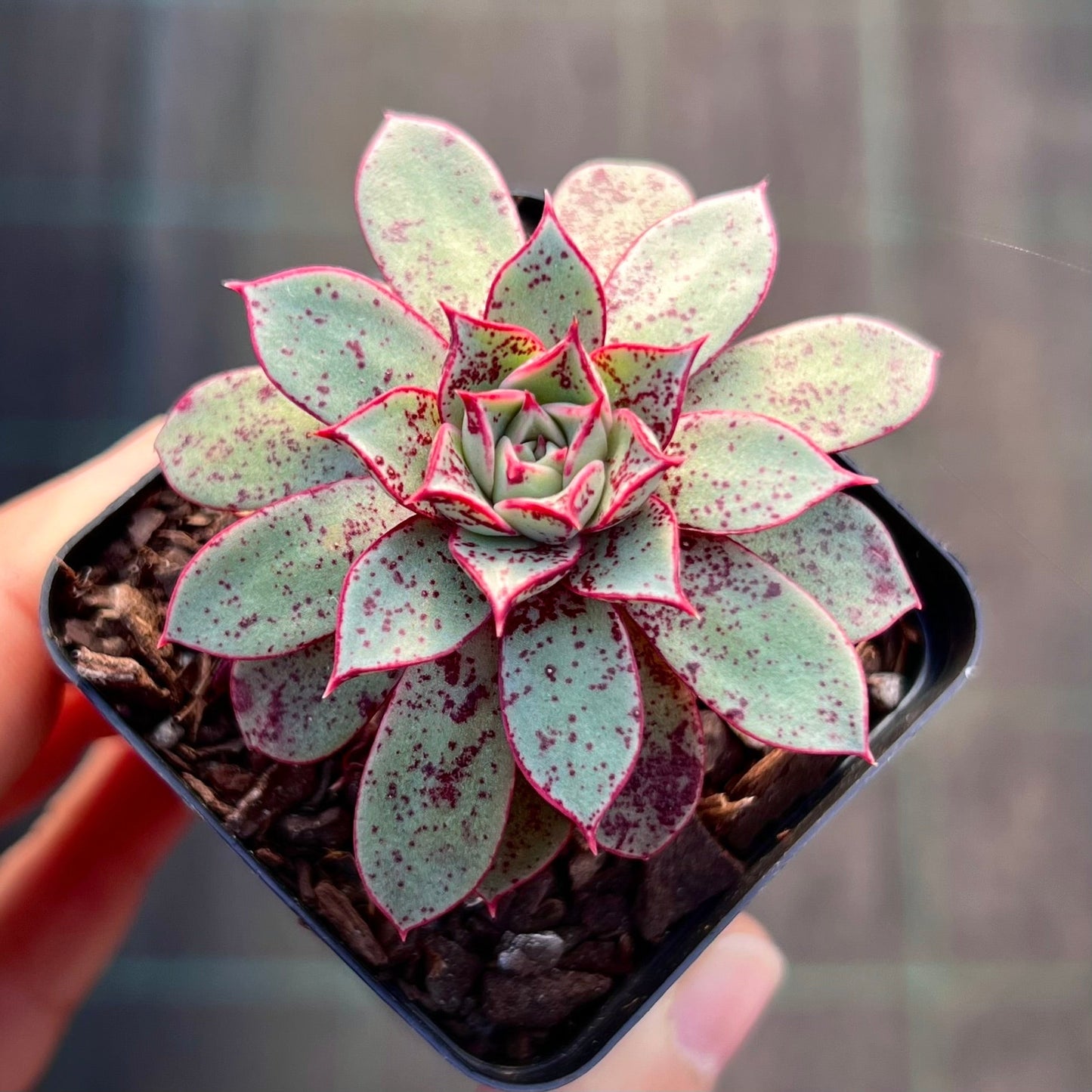 Echeveria longissima var. aztatlensis