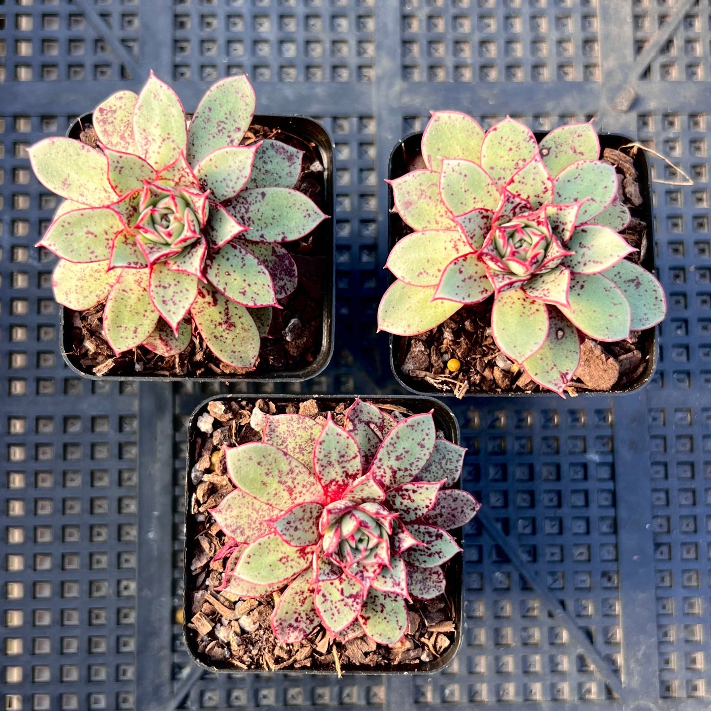 Echeveria longissima var. aztatlensis