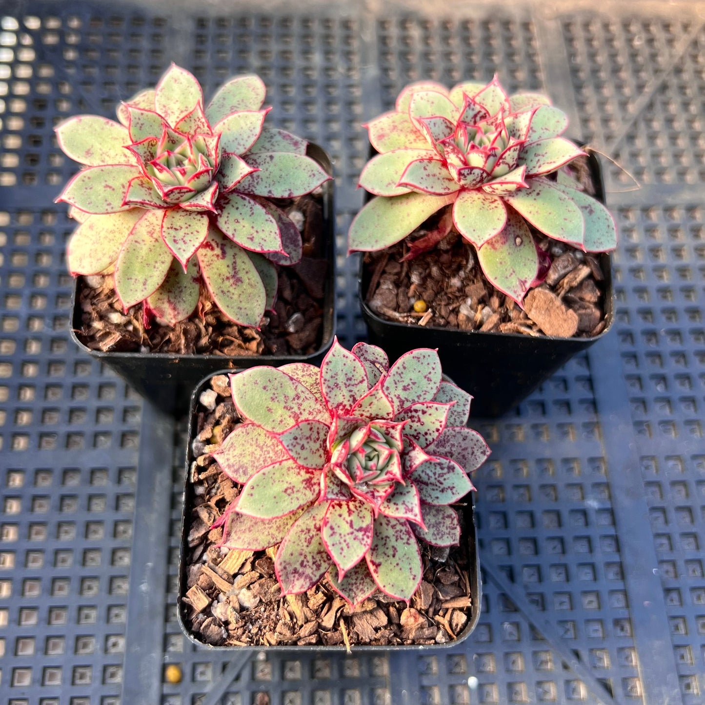 Echeveria longissima var. aztatlensis