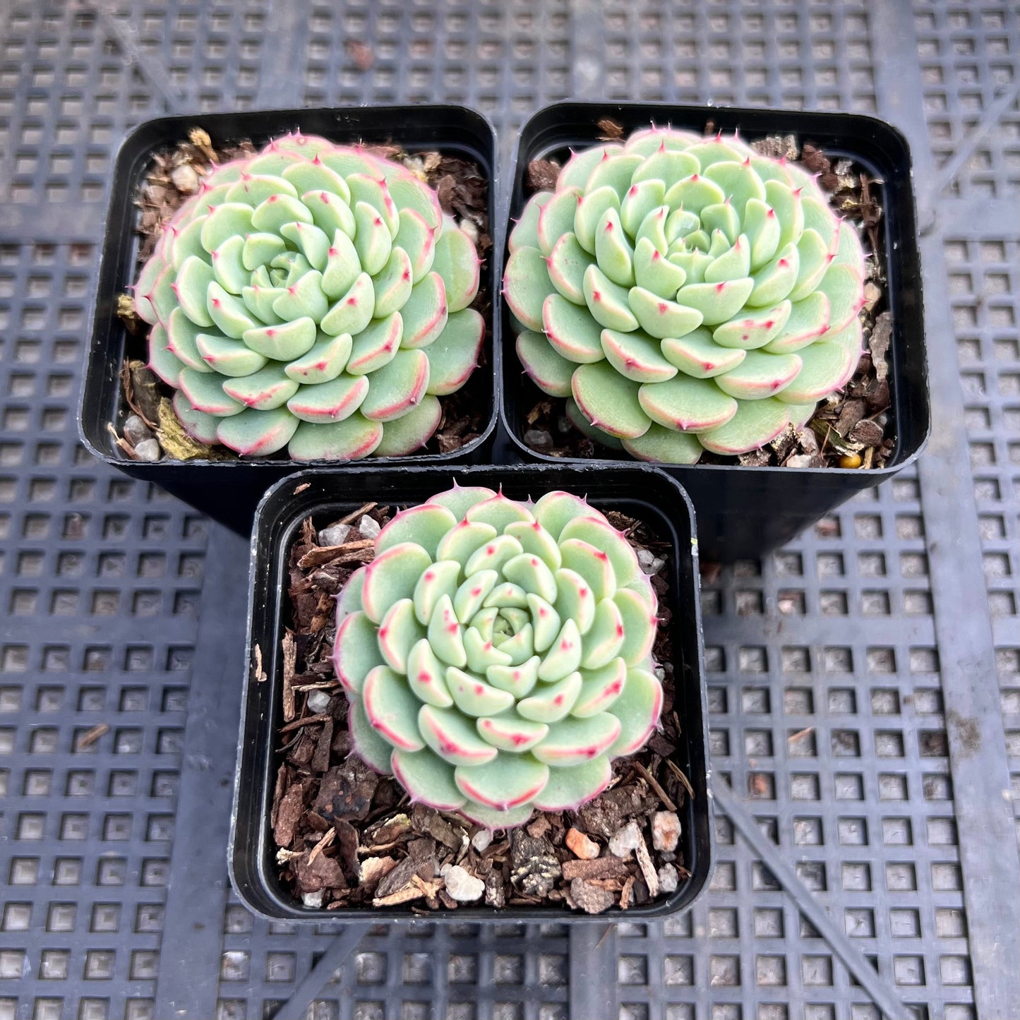 Echeveria minima C