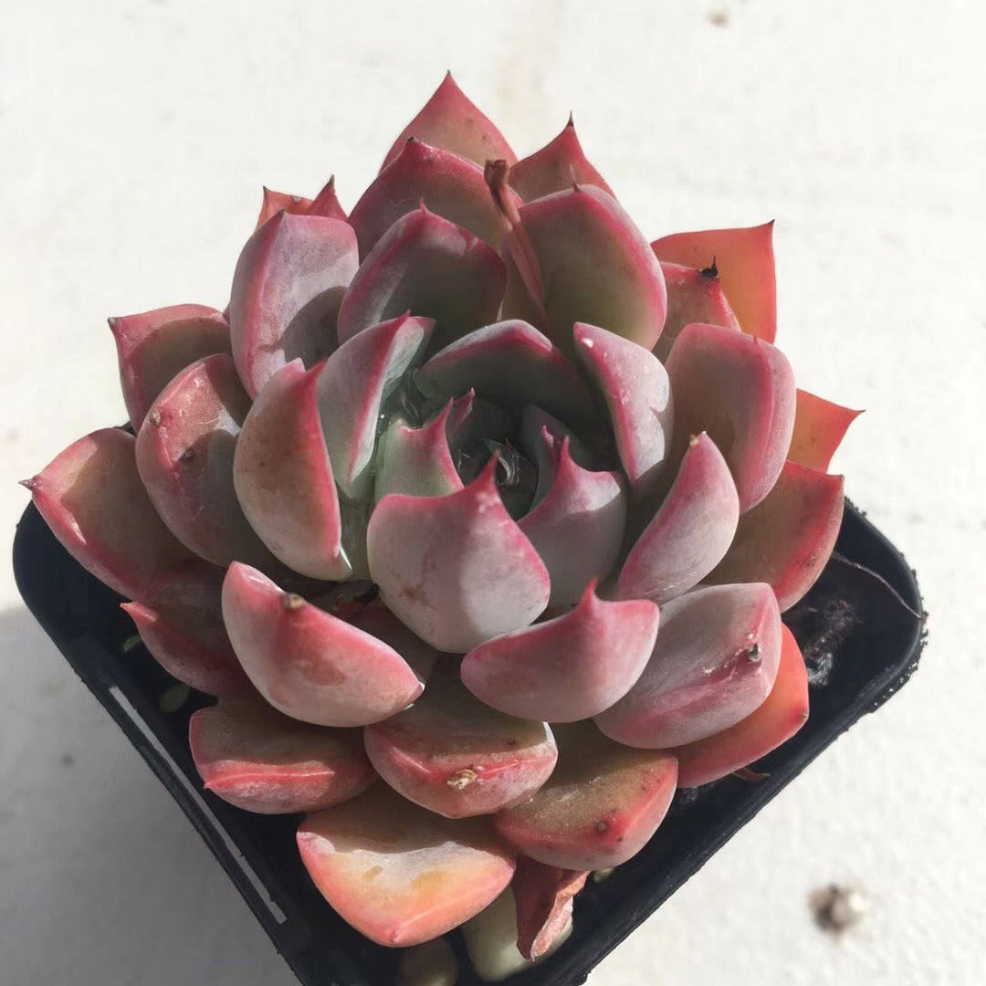 Echeveria roullete