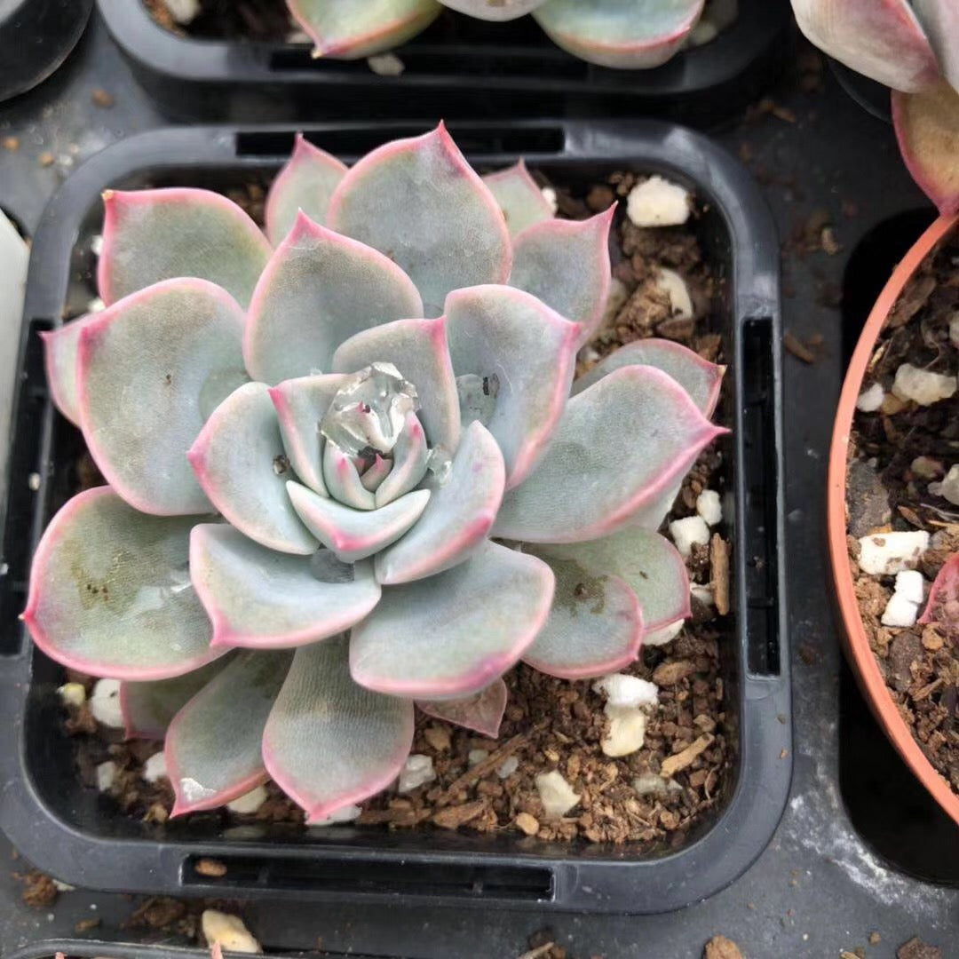 Echeveria roullete