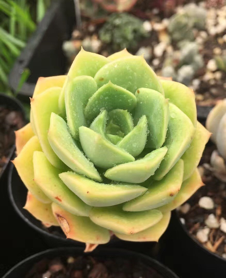 Echeveria semnan