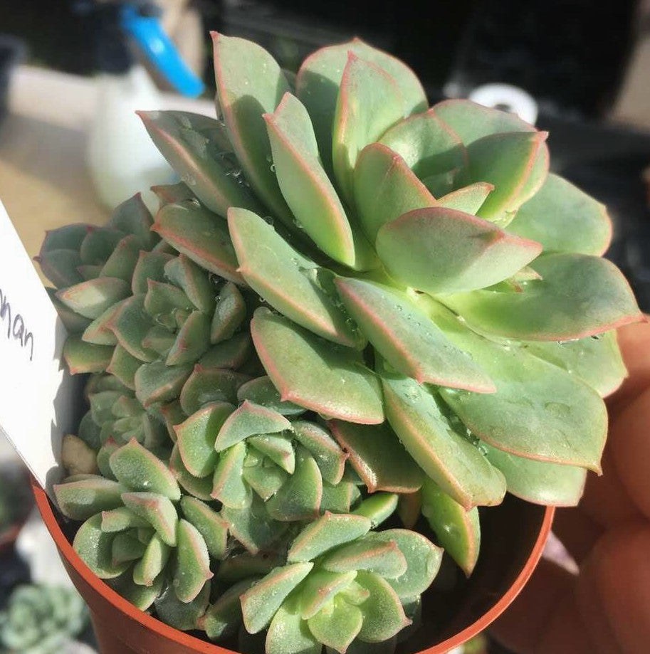 Echeveria semnan