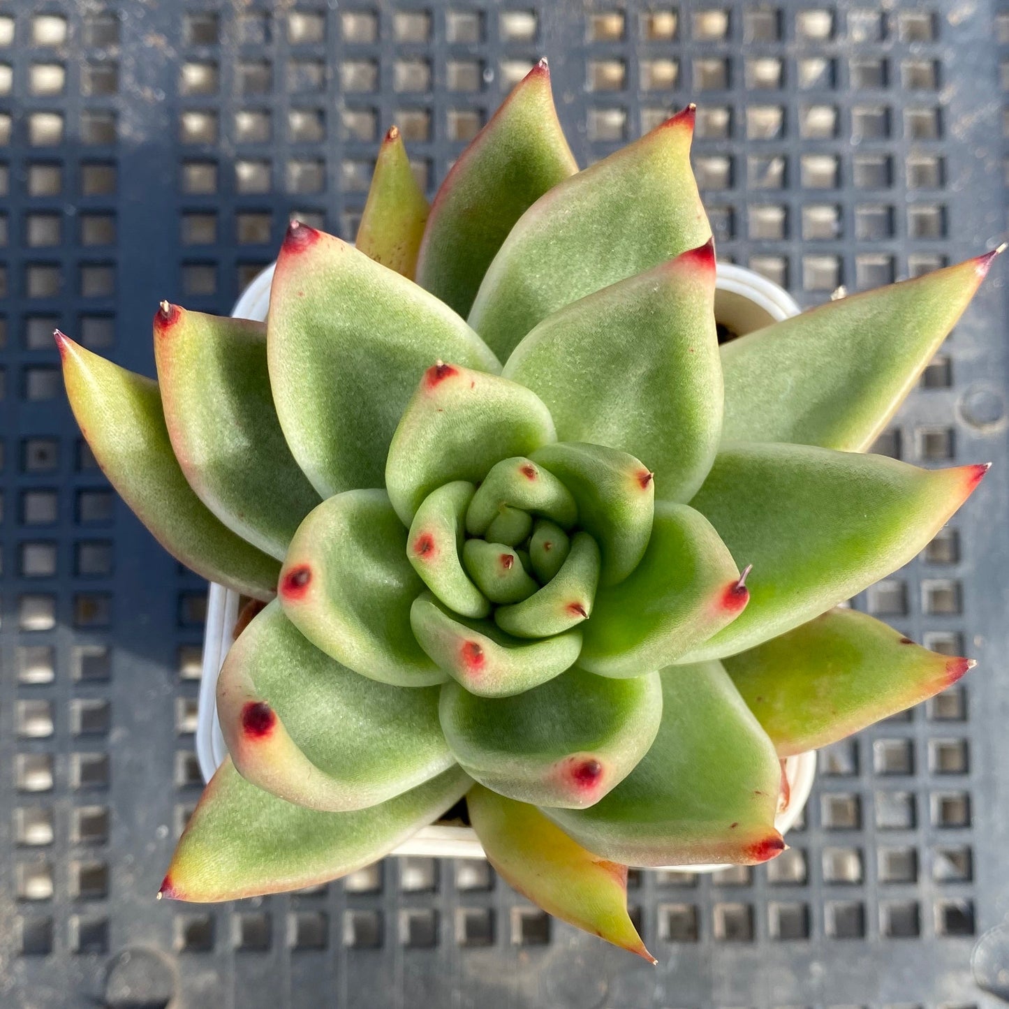 Echeveria agavoides gaya