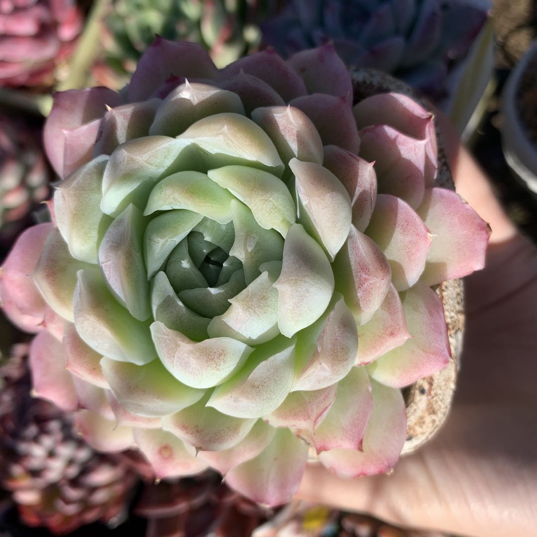 Echeveria albicans x lindsayana