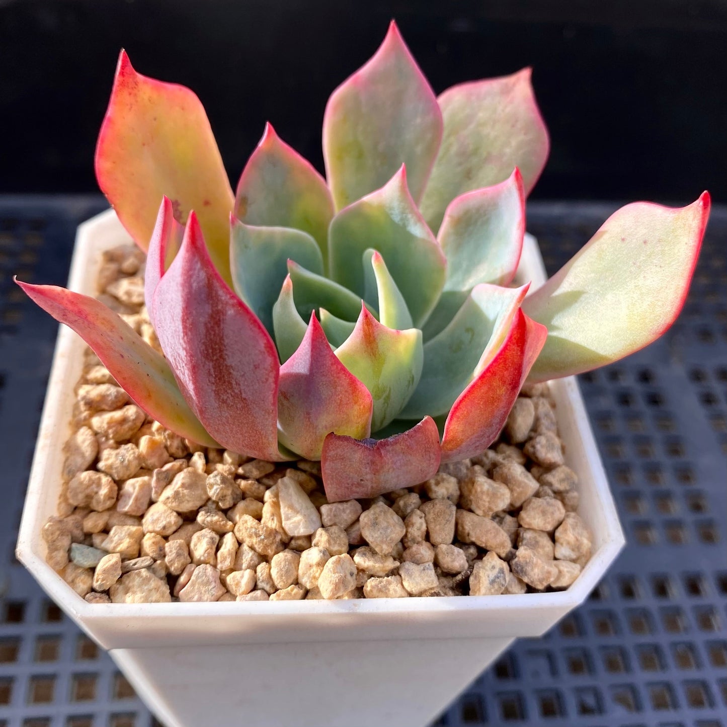 Echeveria alpine rose