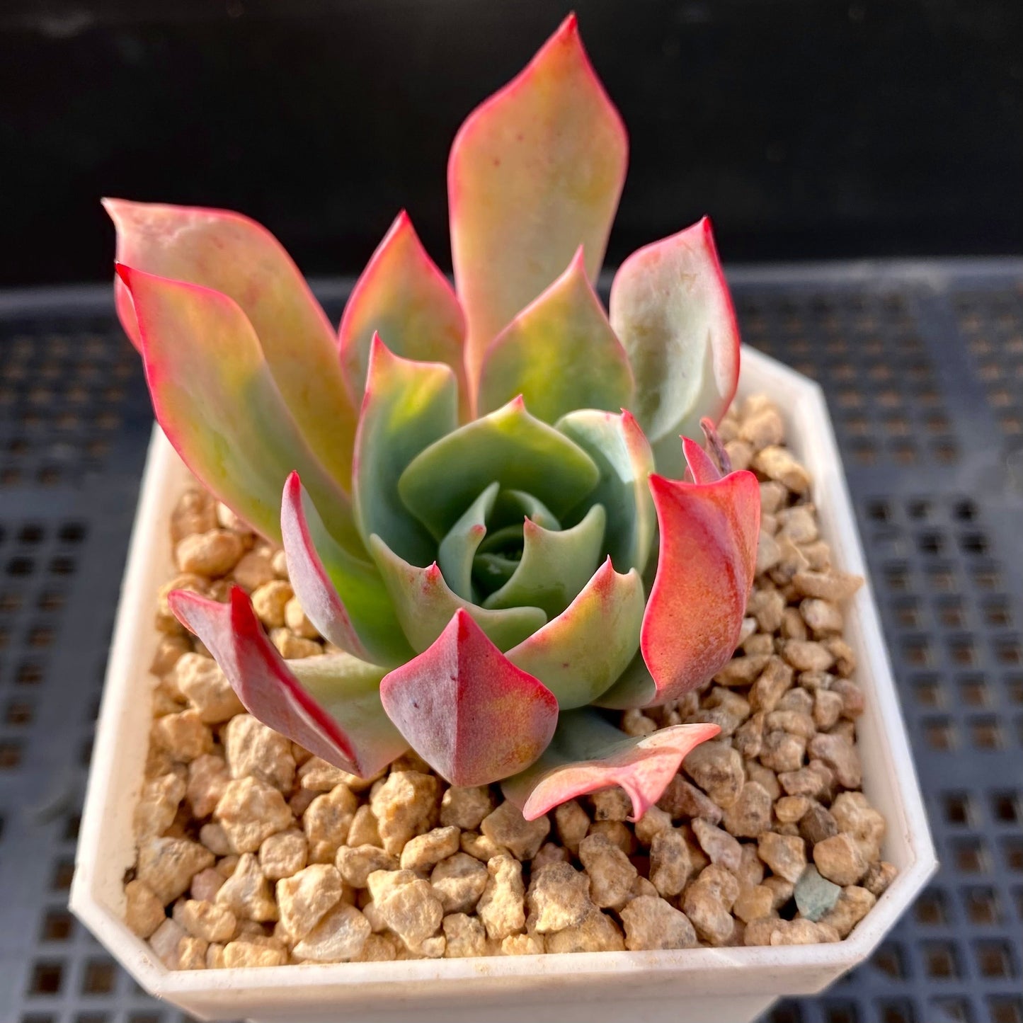 Echeveria alpine rose