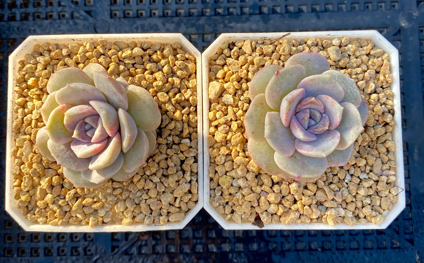 Echeveria amazing grace