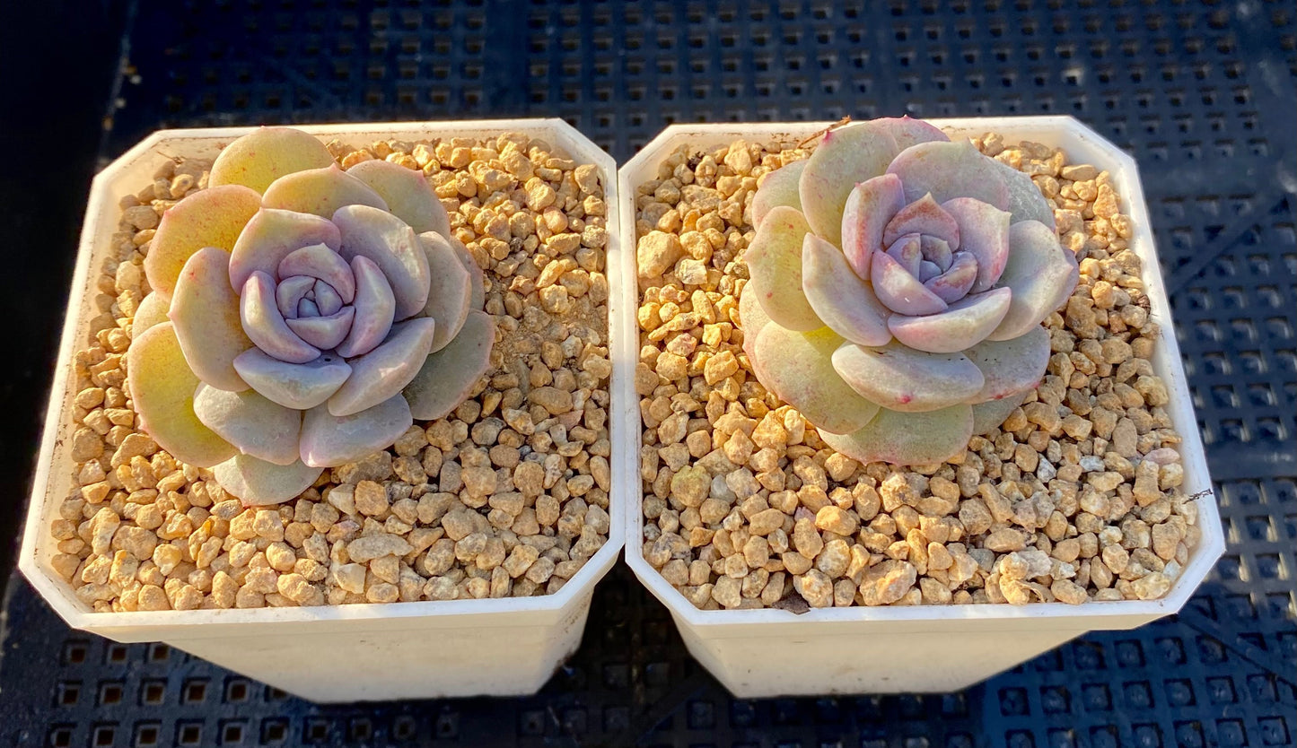 Echeveria amazing grace