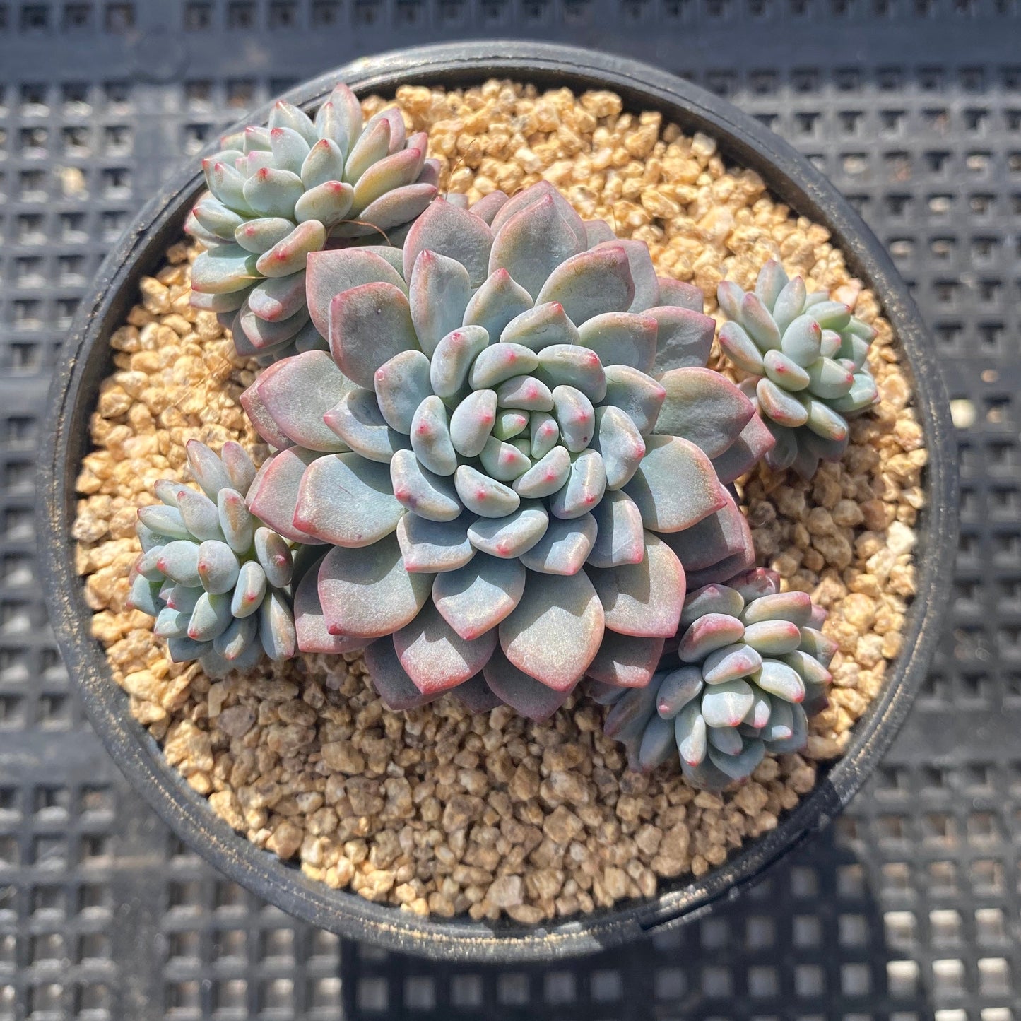 Echeveria amoena round asian form
