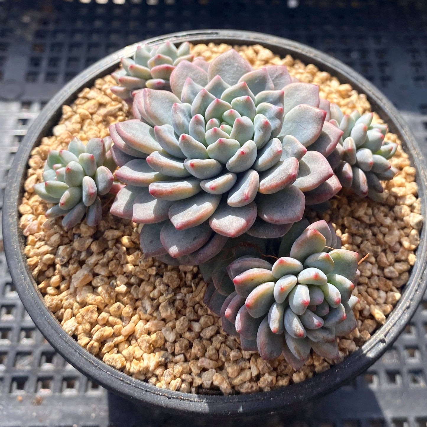 Echeveria amoena round asian form