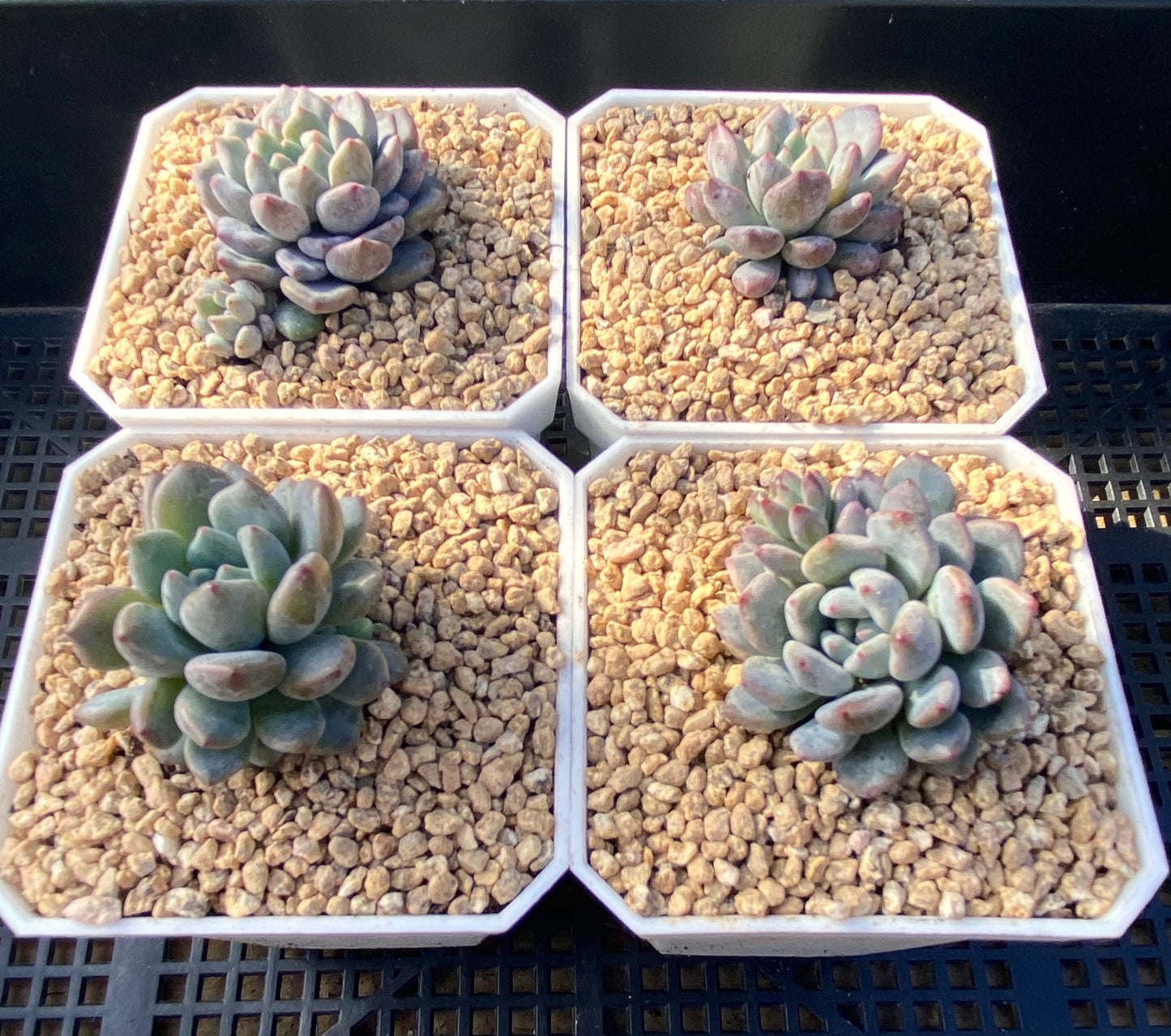 Echeveria amoena round asian form