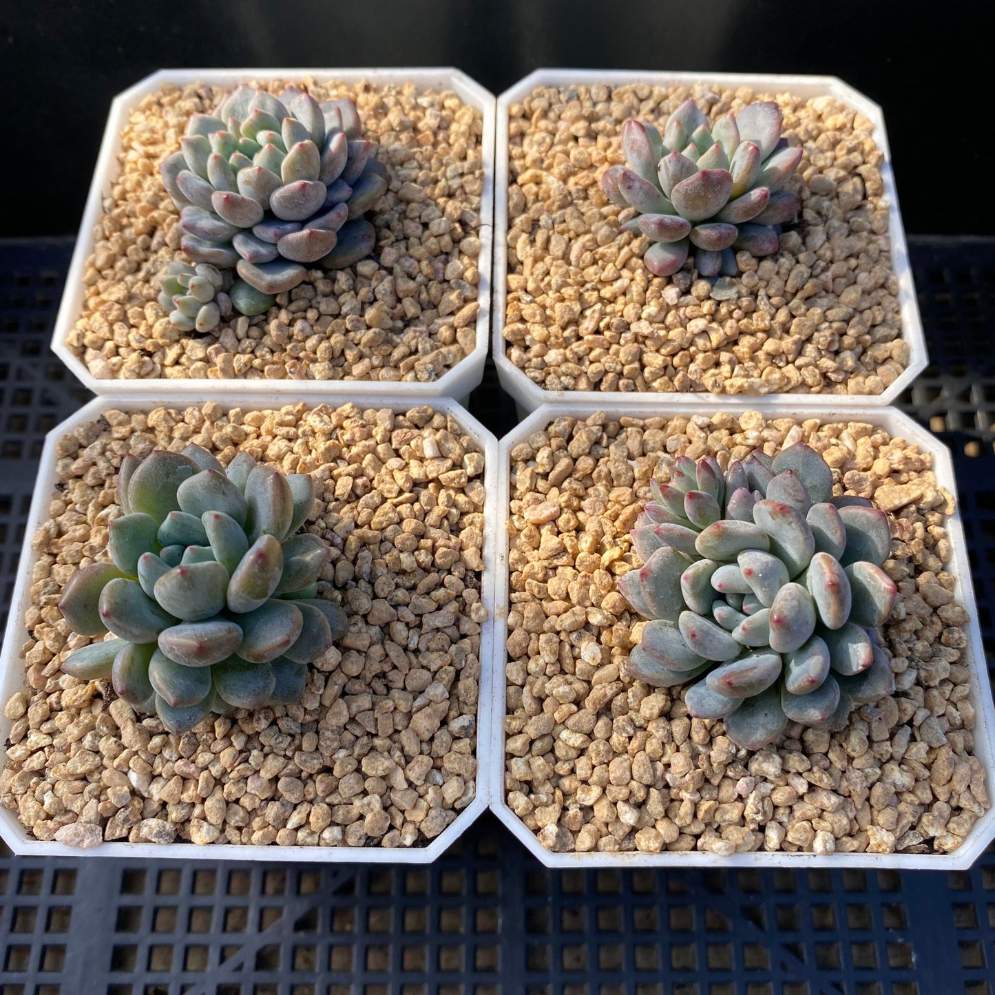Echeveria amoena round asian form