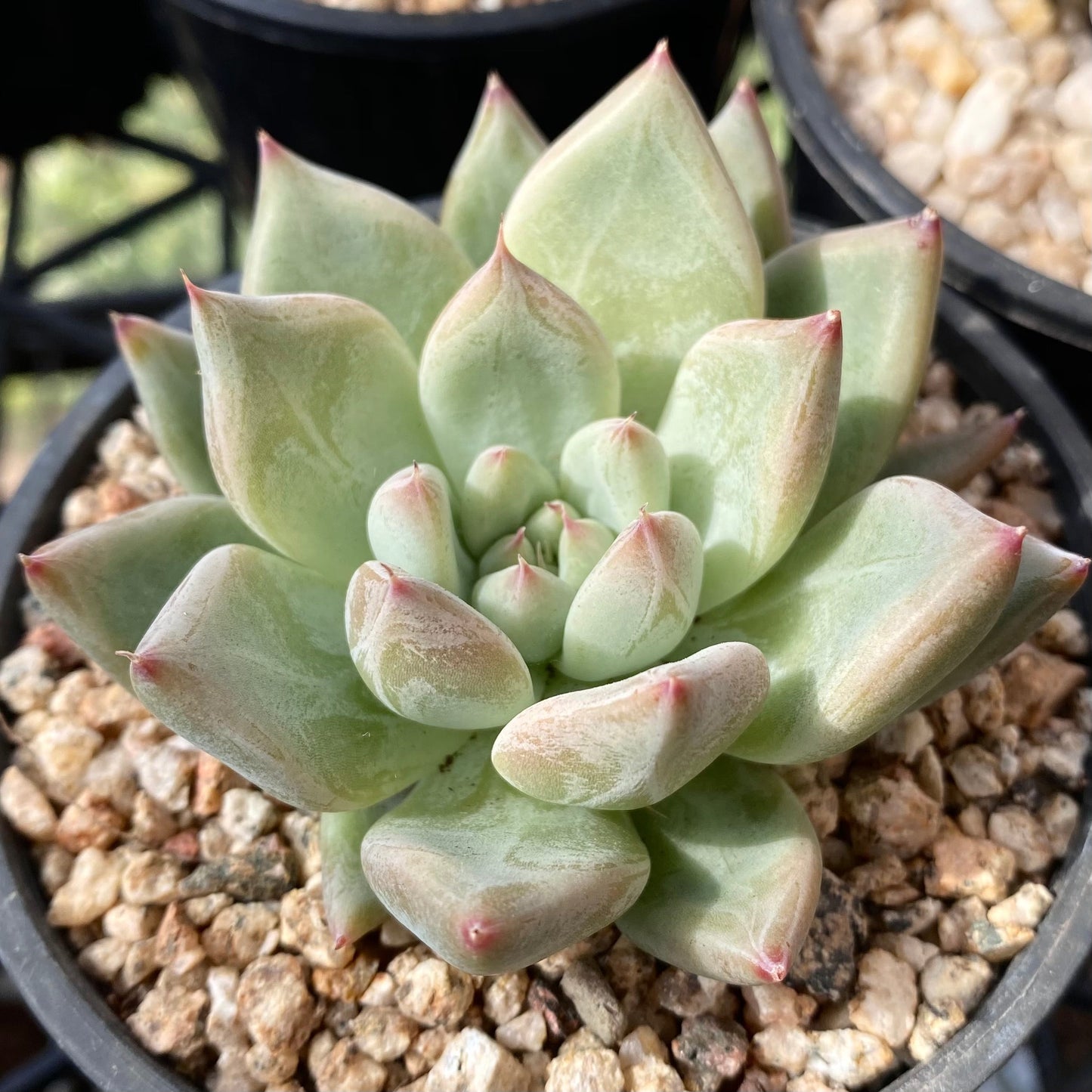 Echeveria beris