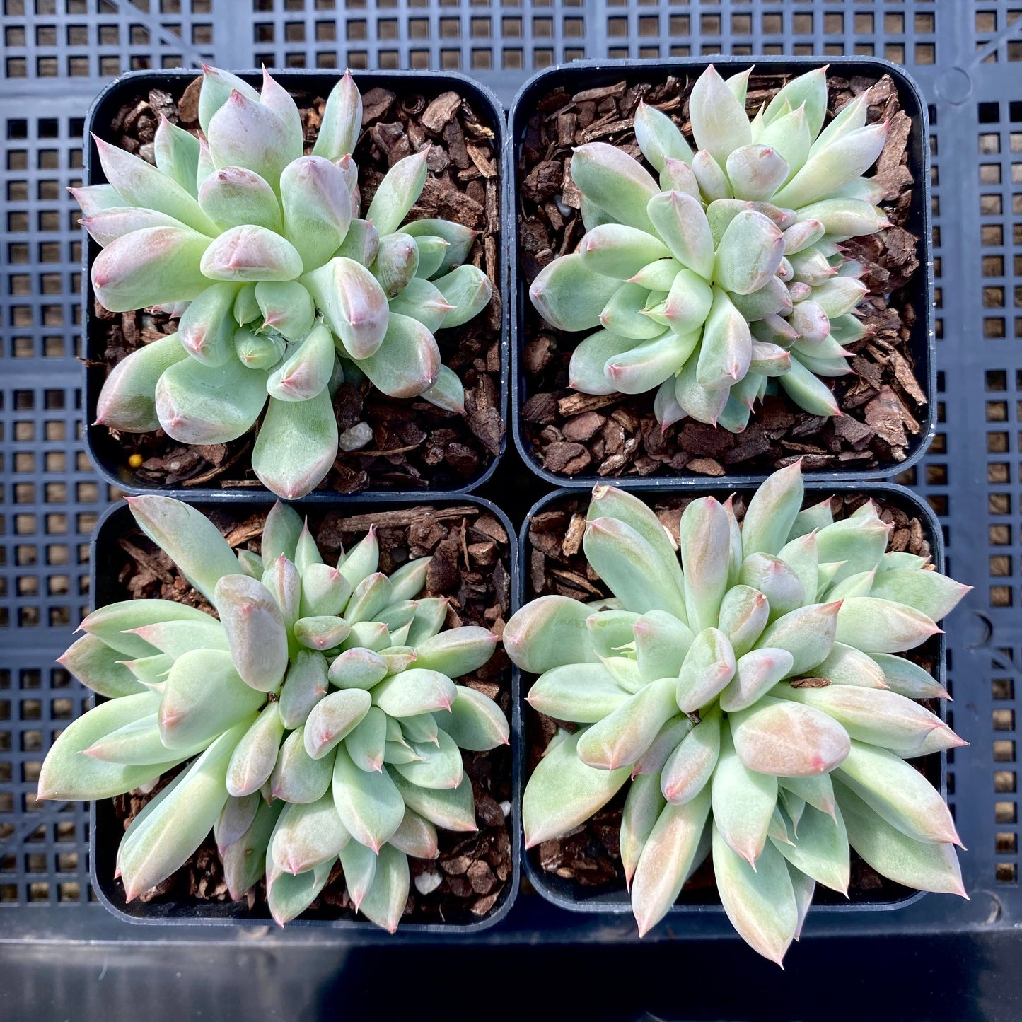 Echeveria beris