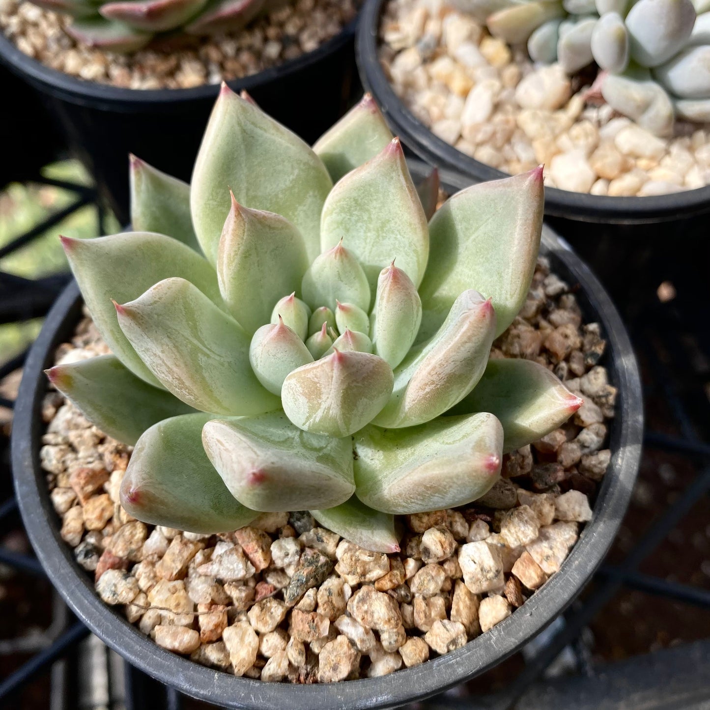 Echeveria beris