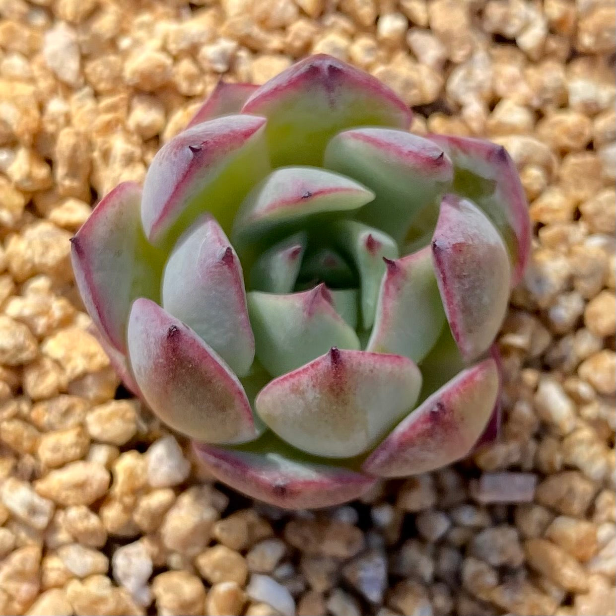 Echeveria blue diamond