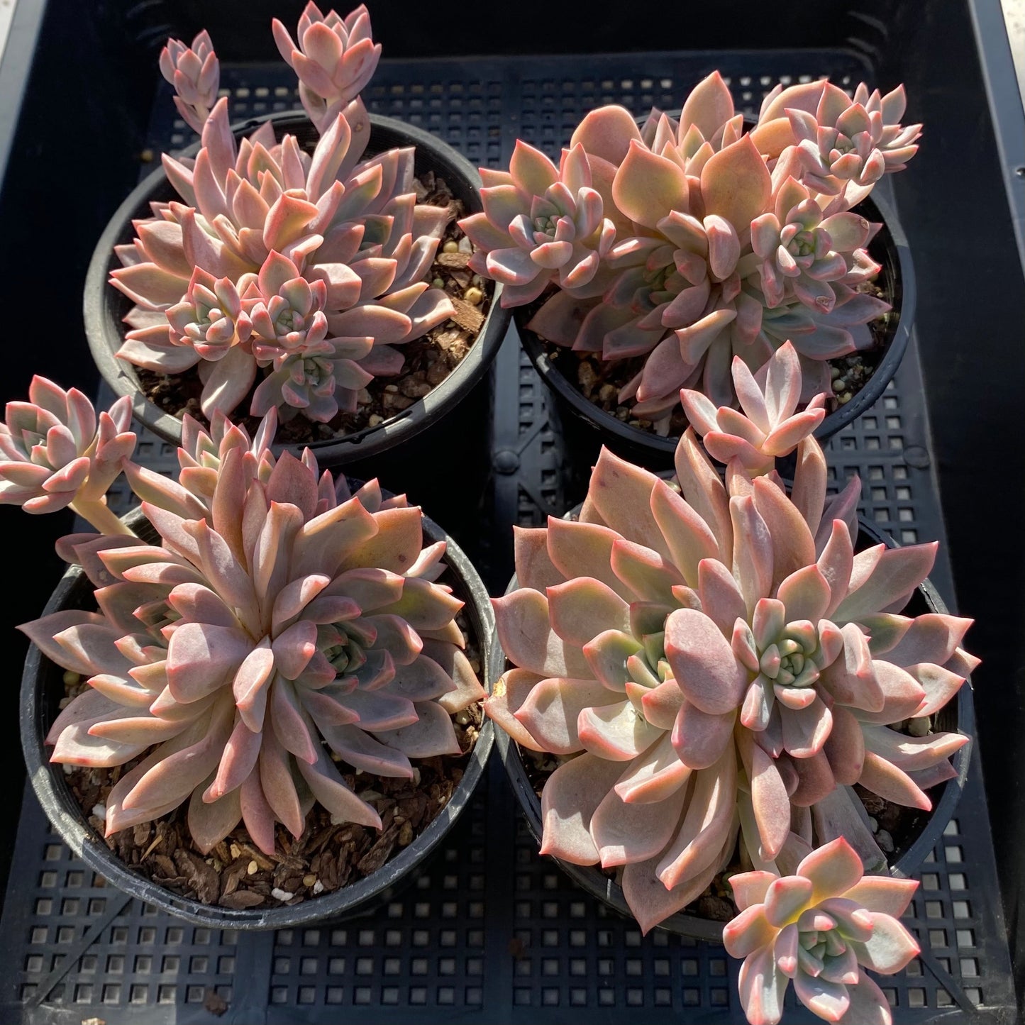 Echeveria bonifica