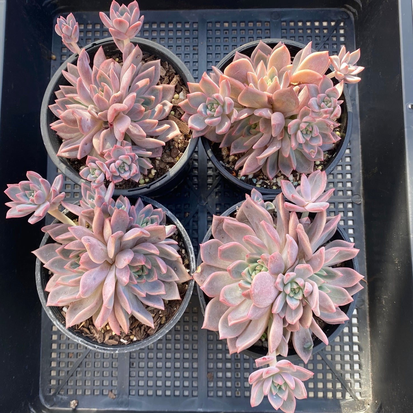 Echeveria bonifica