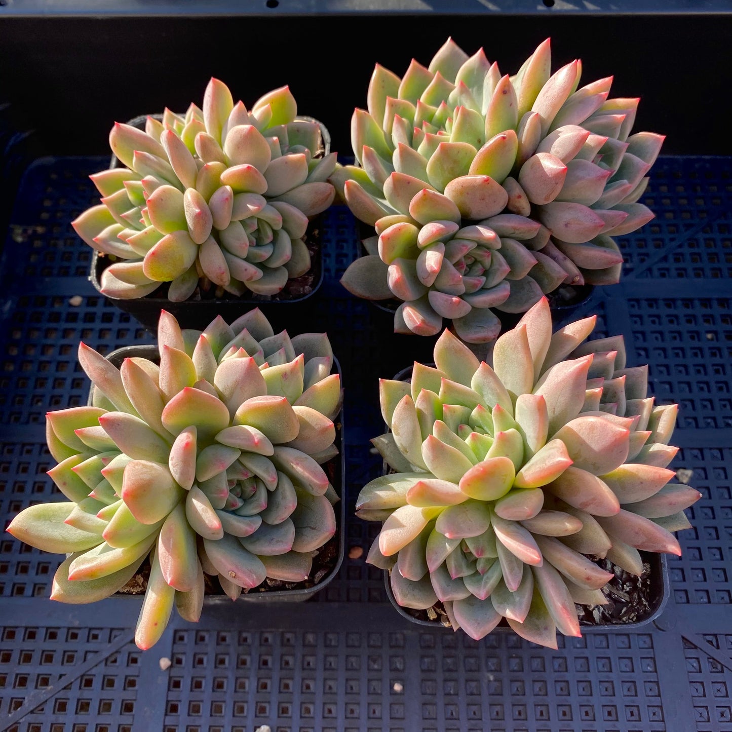 Echeveria bonifica