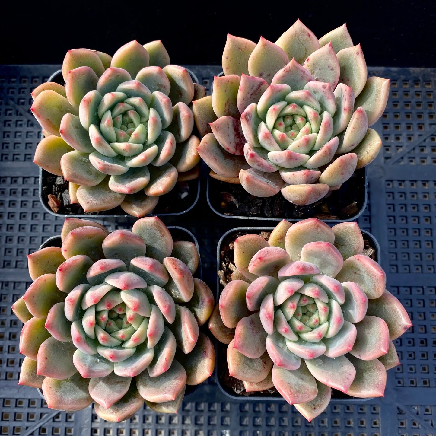 Echeveria bonifica
