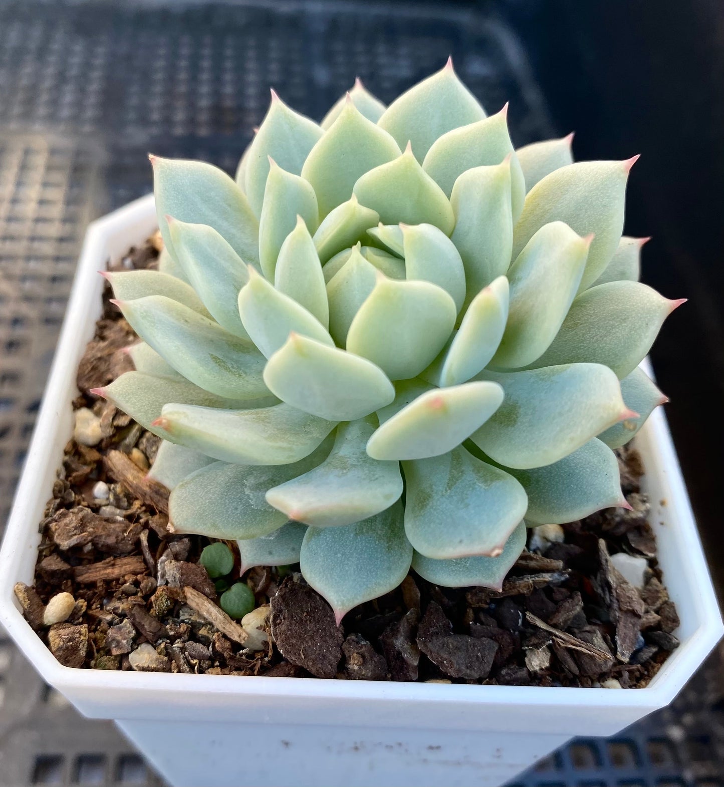 Echeveria captain hay