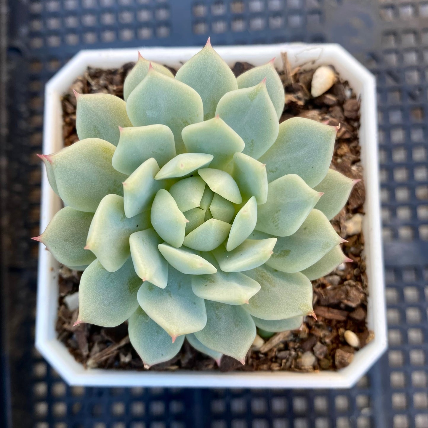 Echeveria captain hay