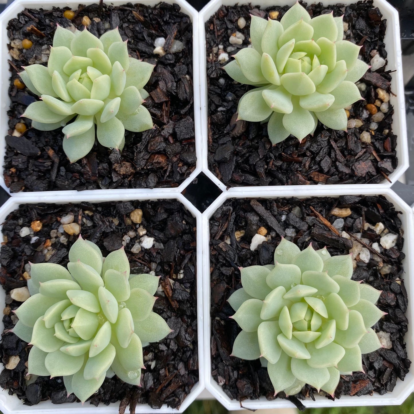Echeveria captain hay
