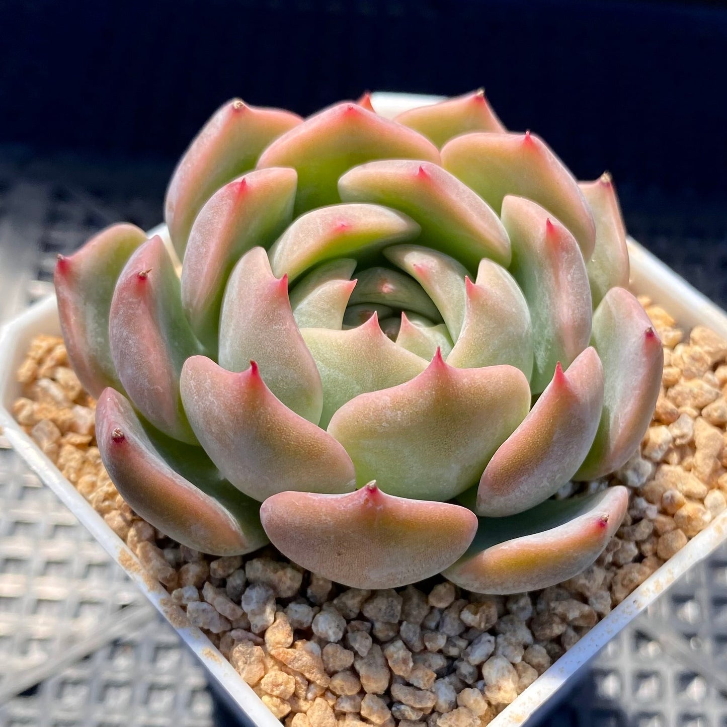 Echeveria Caroline S