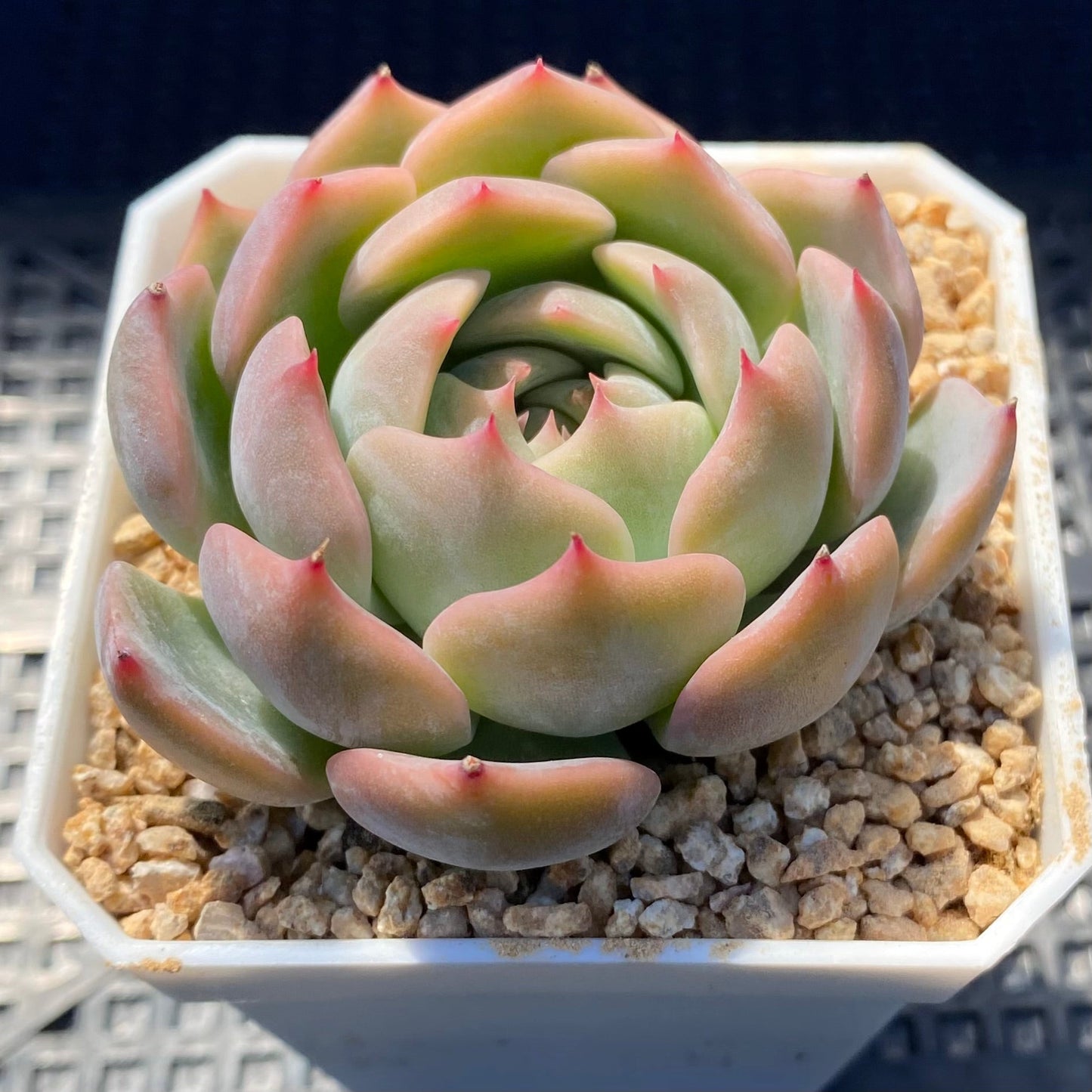 Echeveria Caroline S