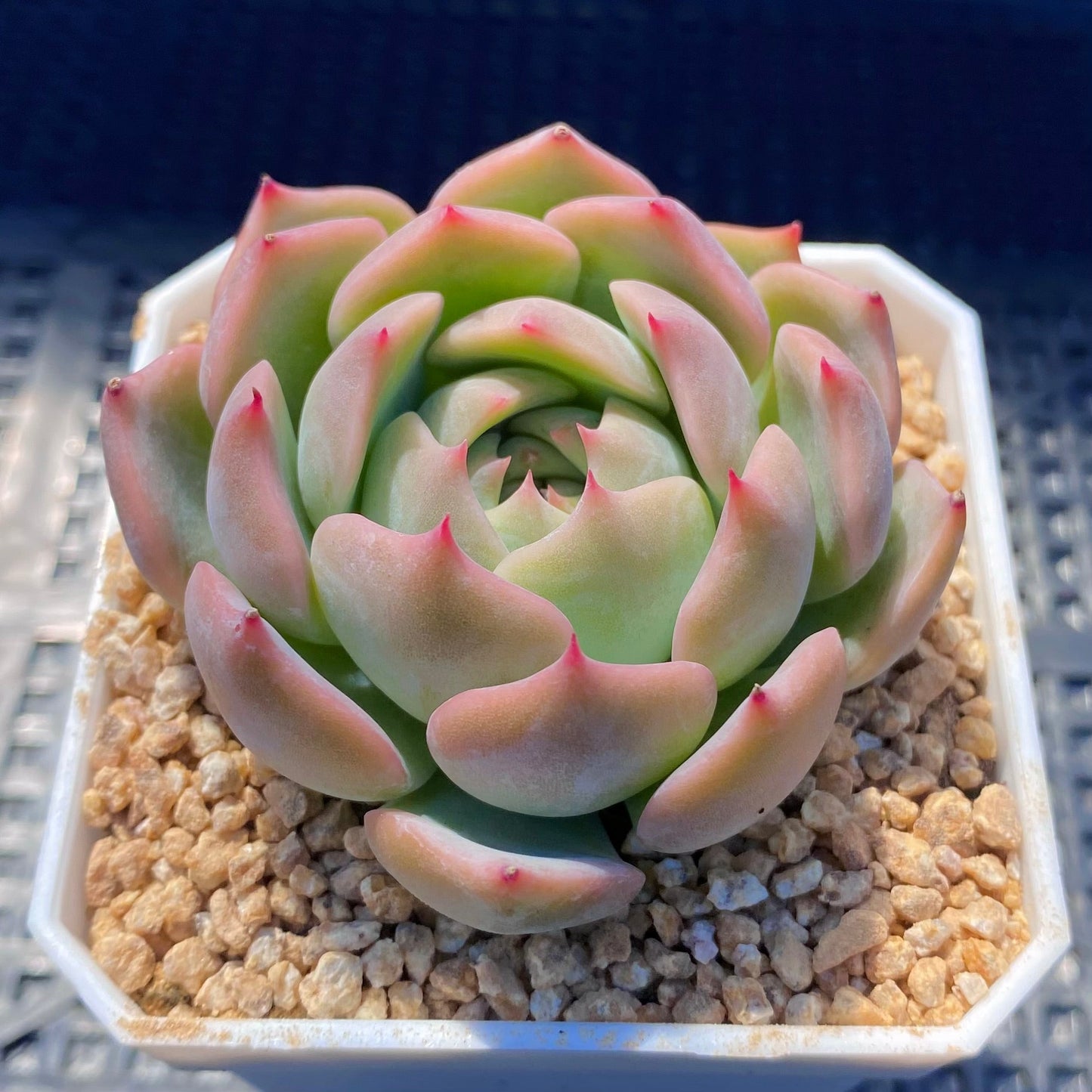 Echeveria Caroline S