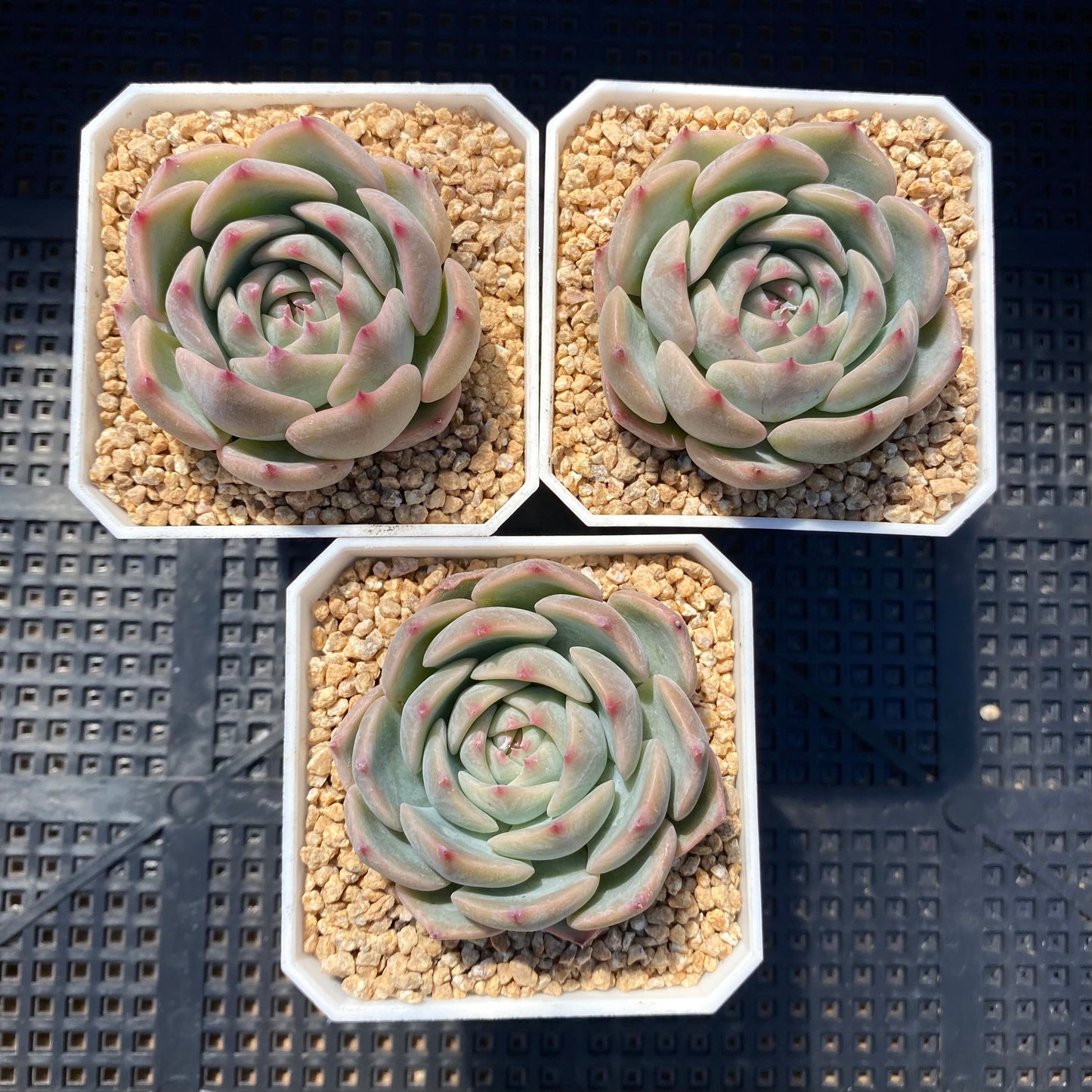 Echeveria Caroline S