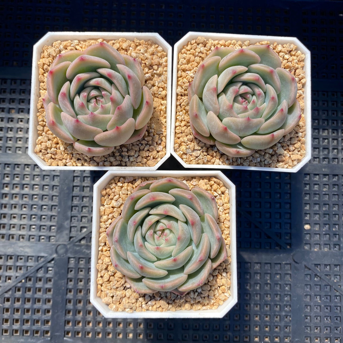 Echeveria Caroline S