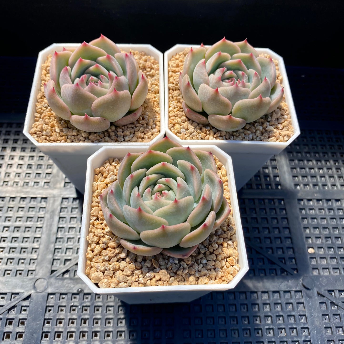 Echeveria Caroline S