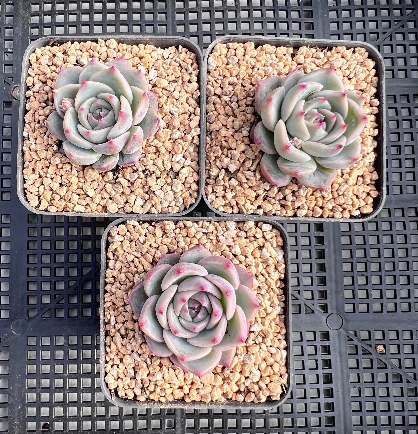 Echeveria Caroline S
