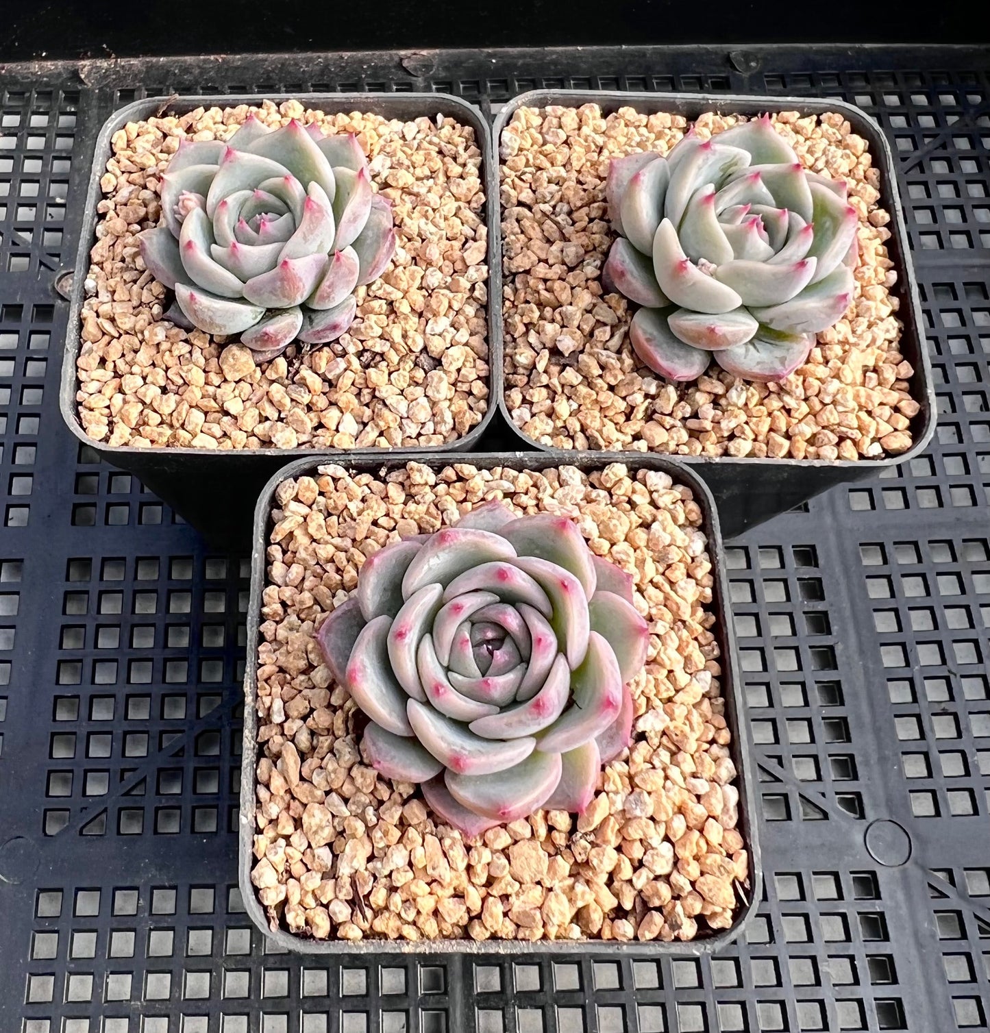 Echeveria Caroline S
