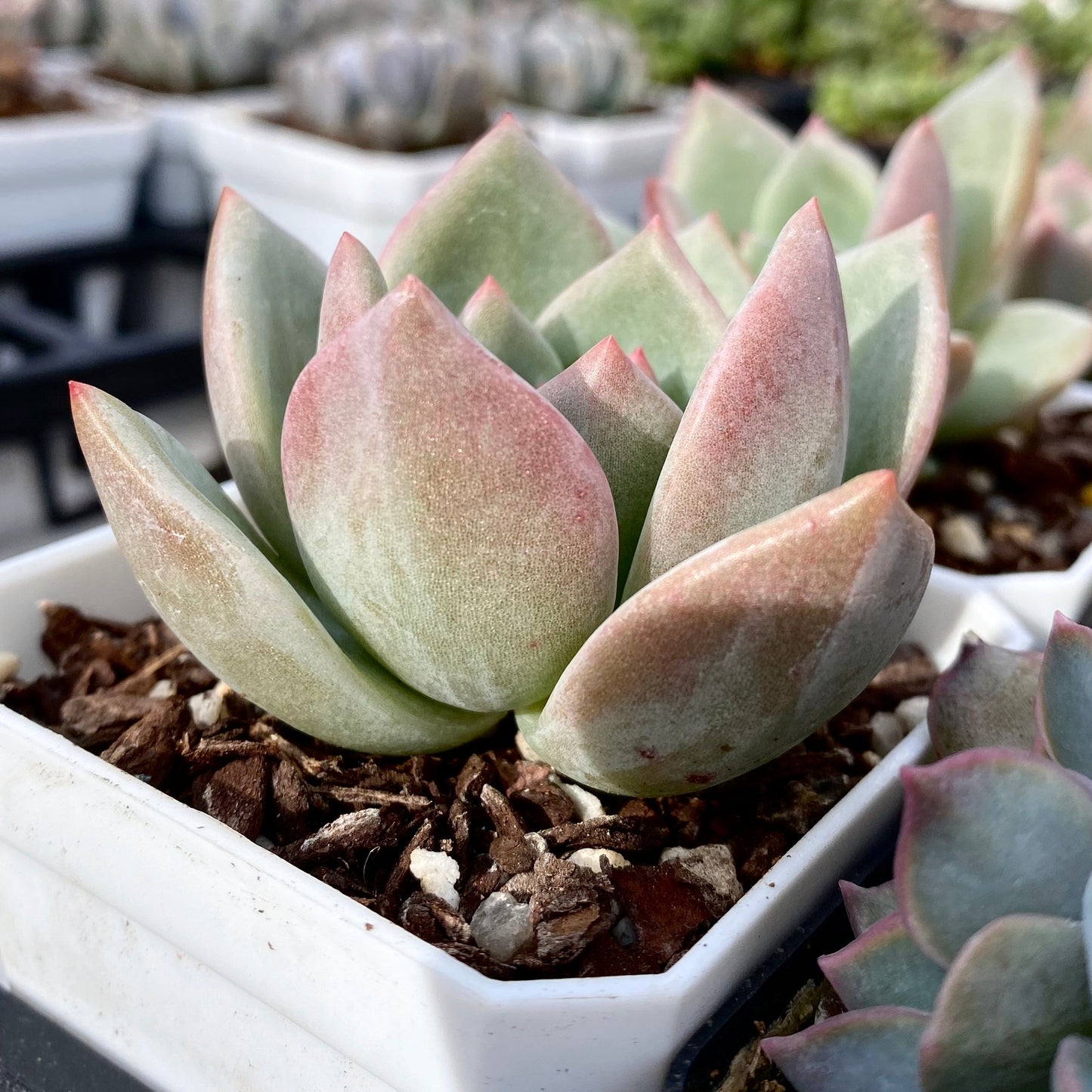 Echeveria champagne
