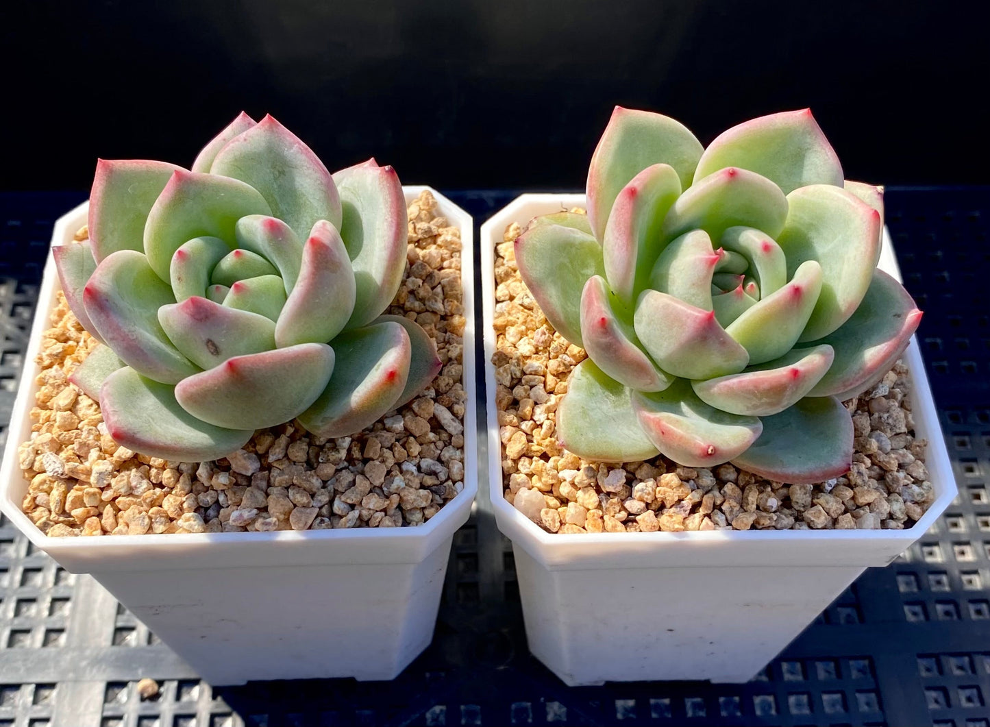 Echeveria champagne