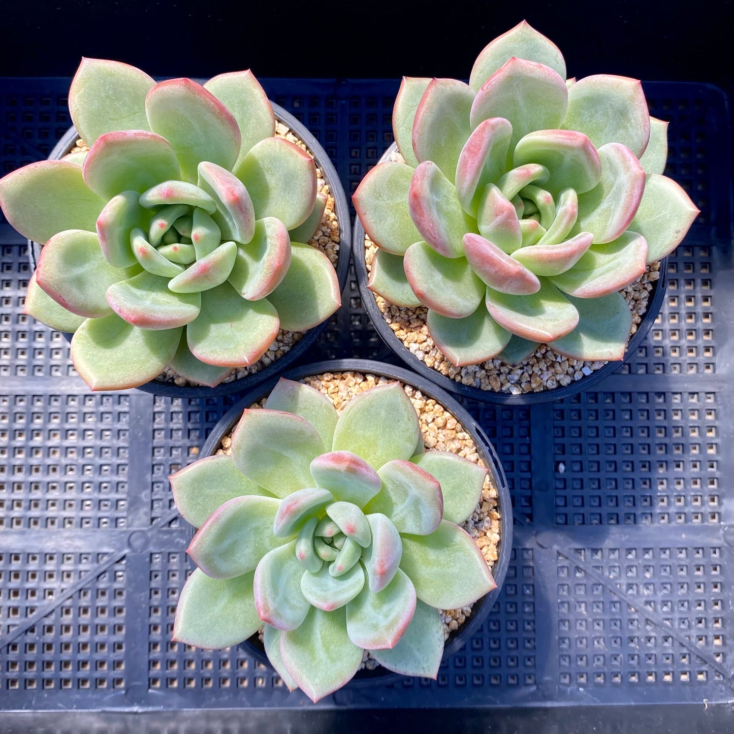 Echeveria champagne