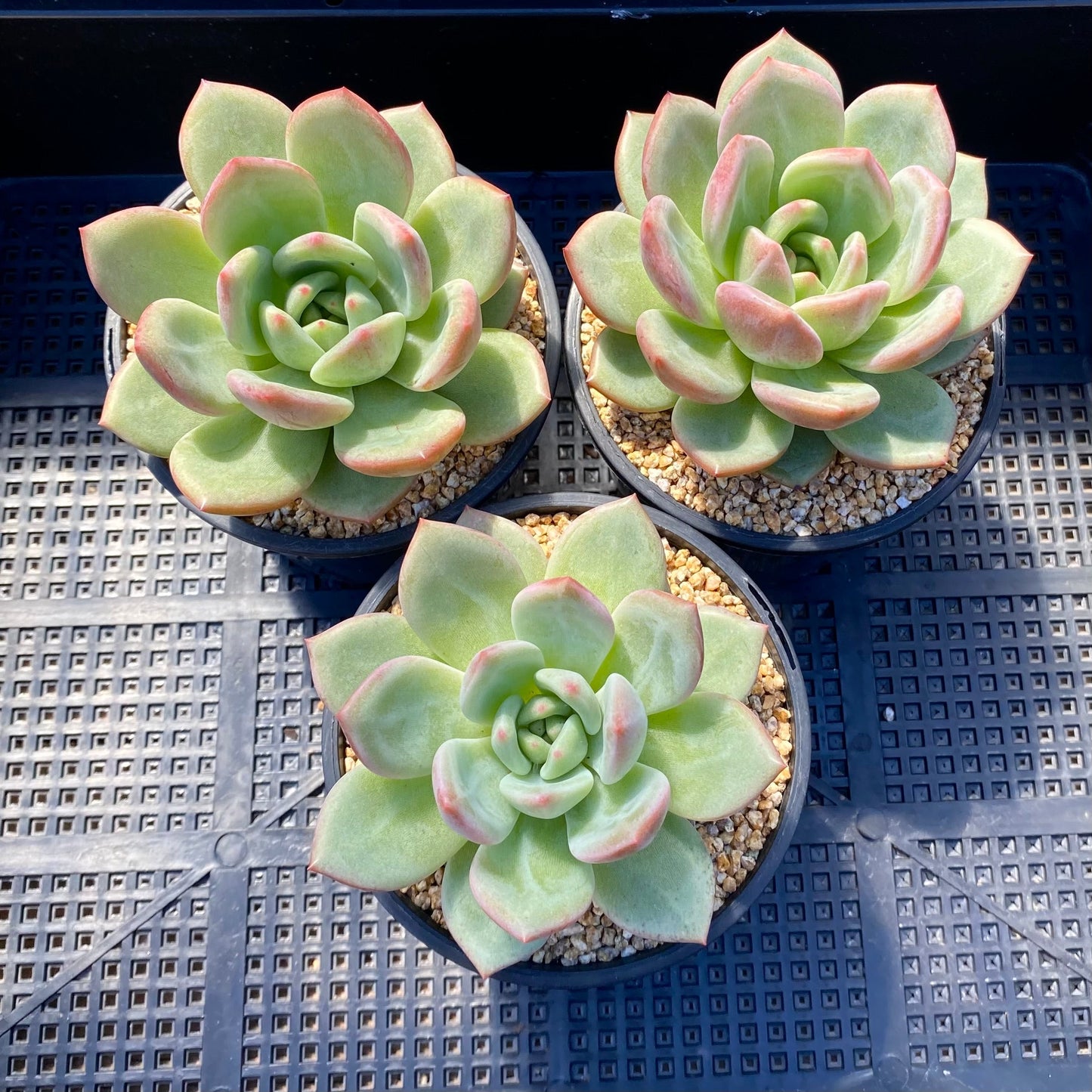 Echeveria champagne