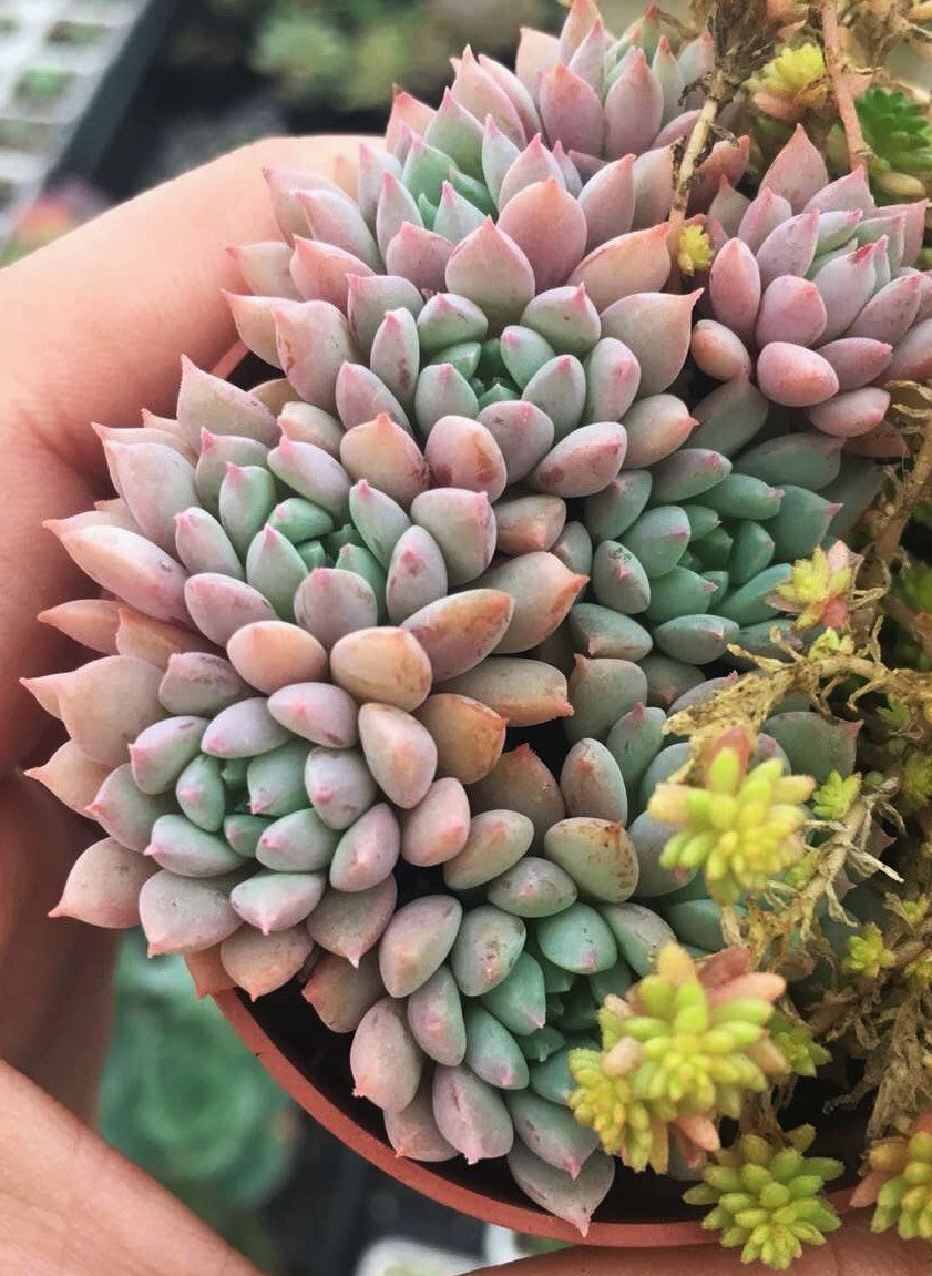 Echeveria Chrissy and Ryan Small