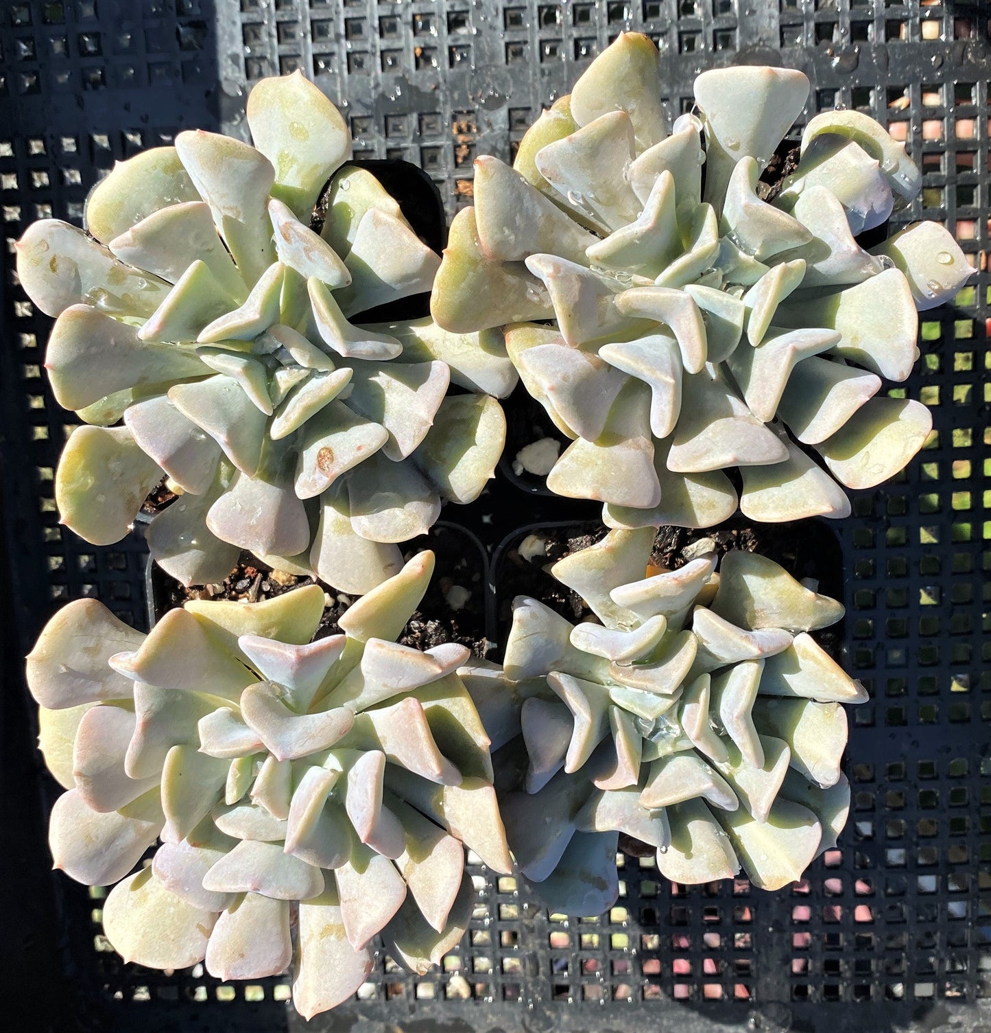 Echeveria cubic frost