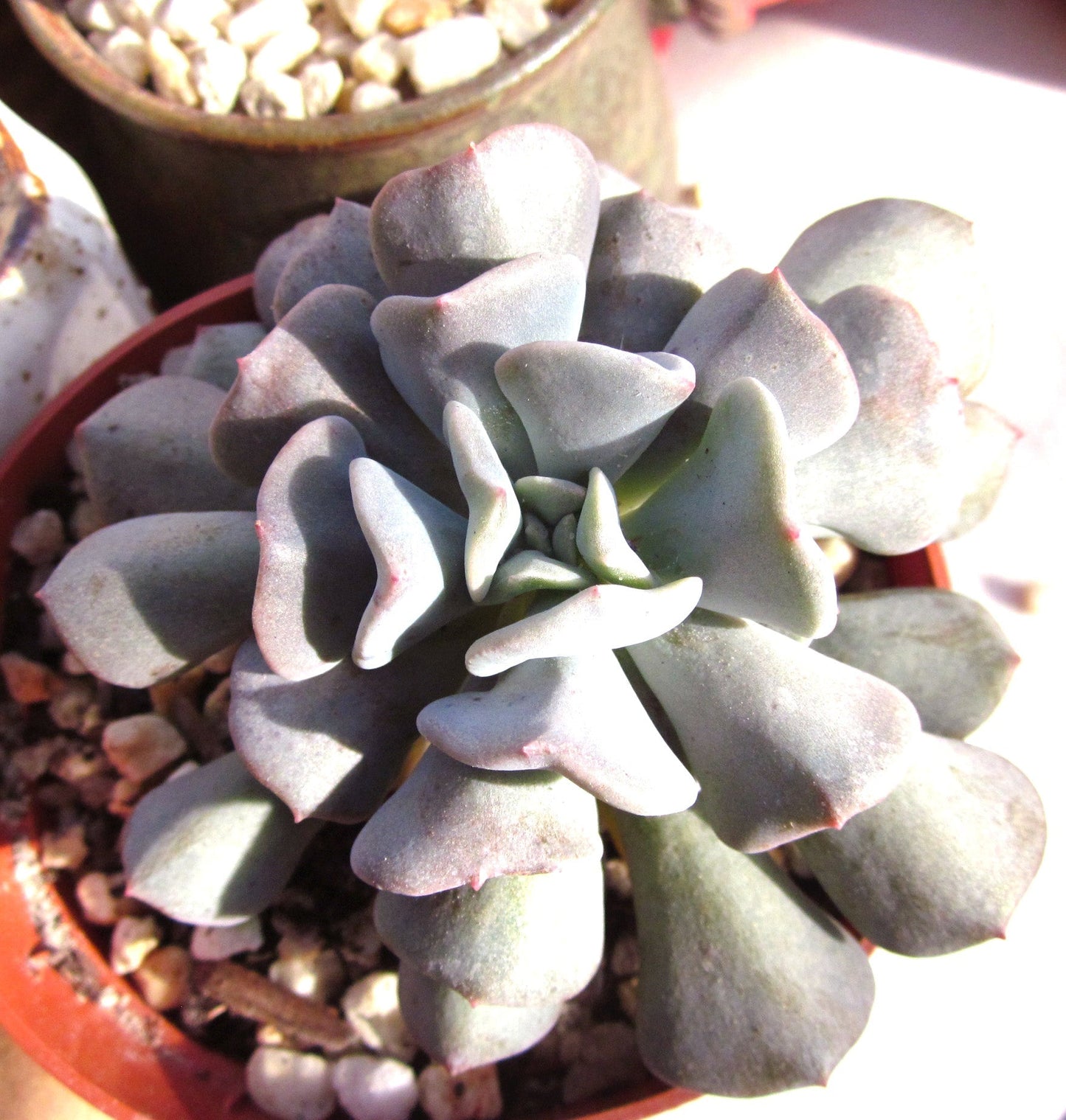 Echeveria cubic frost
