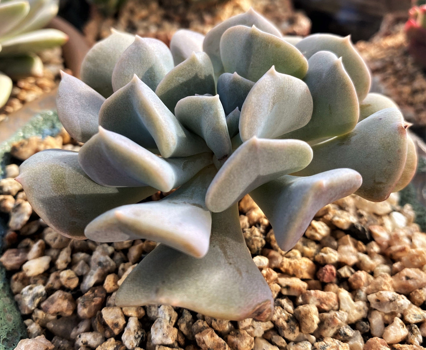 Echeveria cubic frost